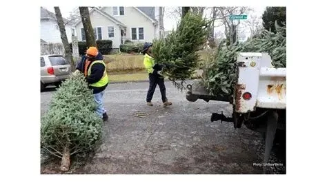 Christmas Tree Pickup