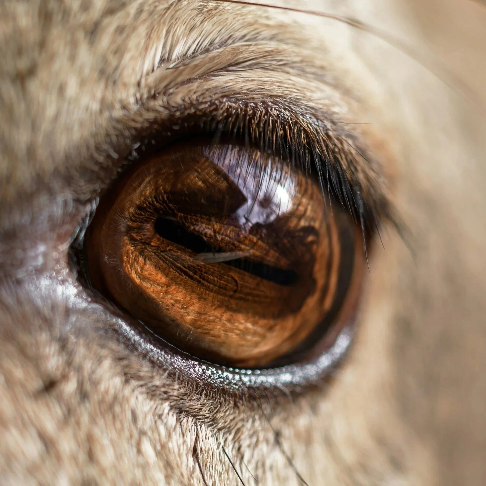 We Are The Children of LUCA