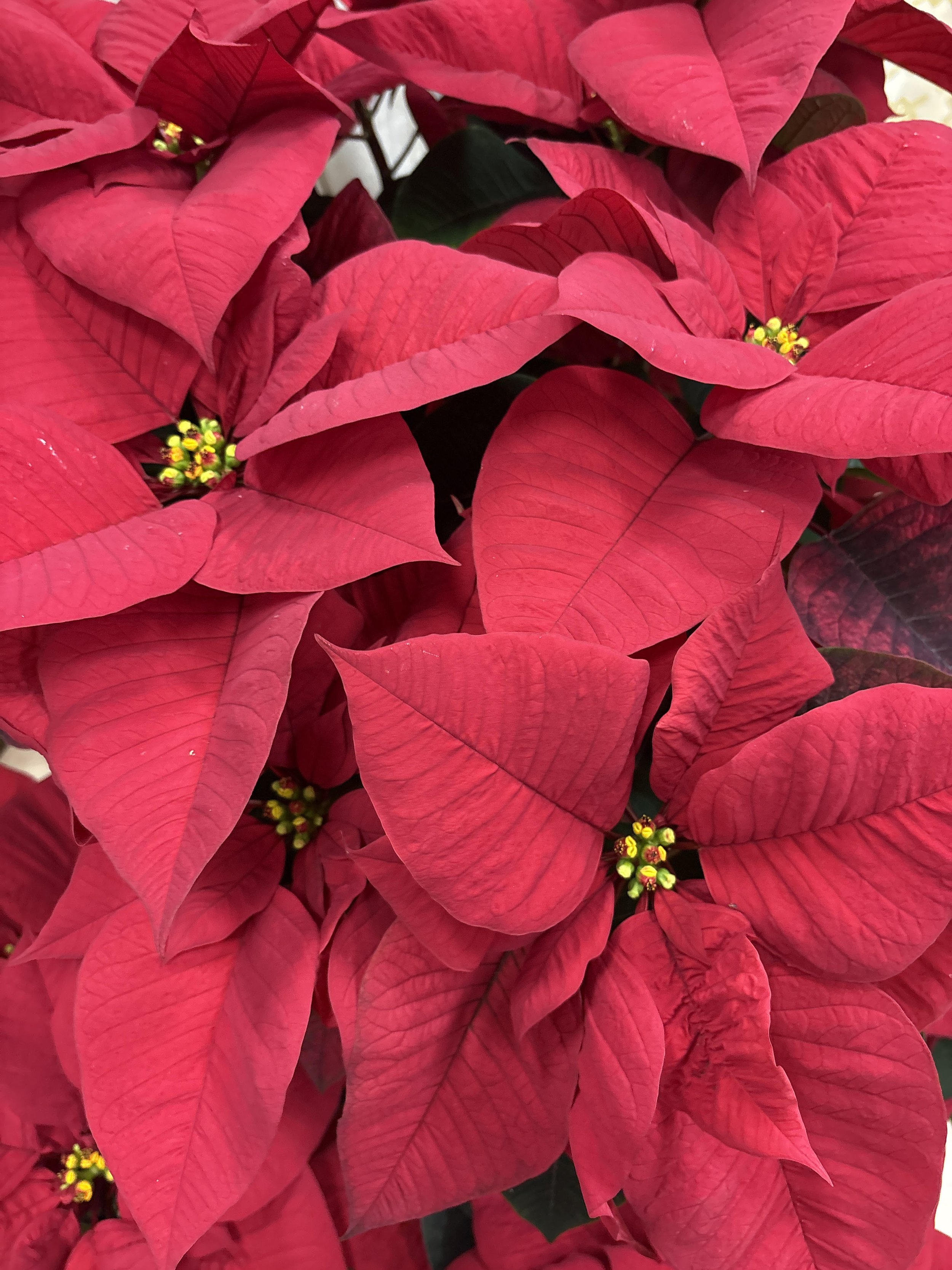 The Twelve Days of Christmas: Day 9