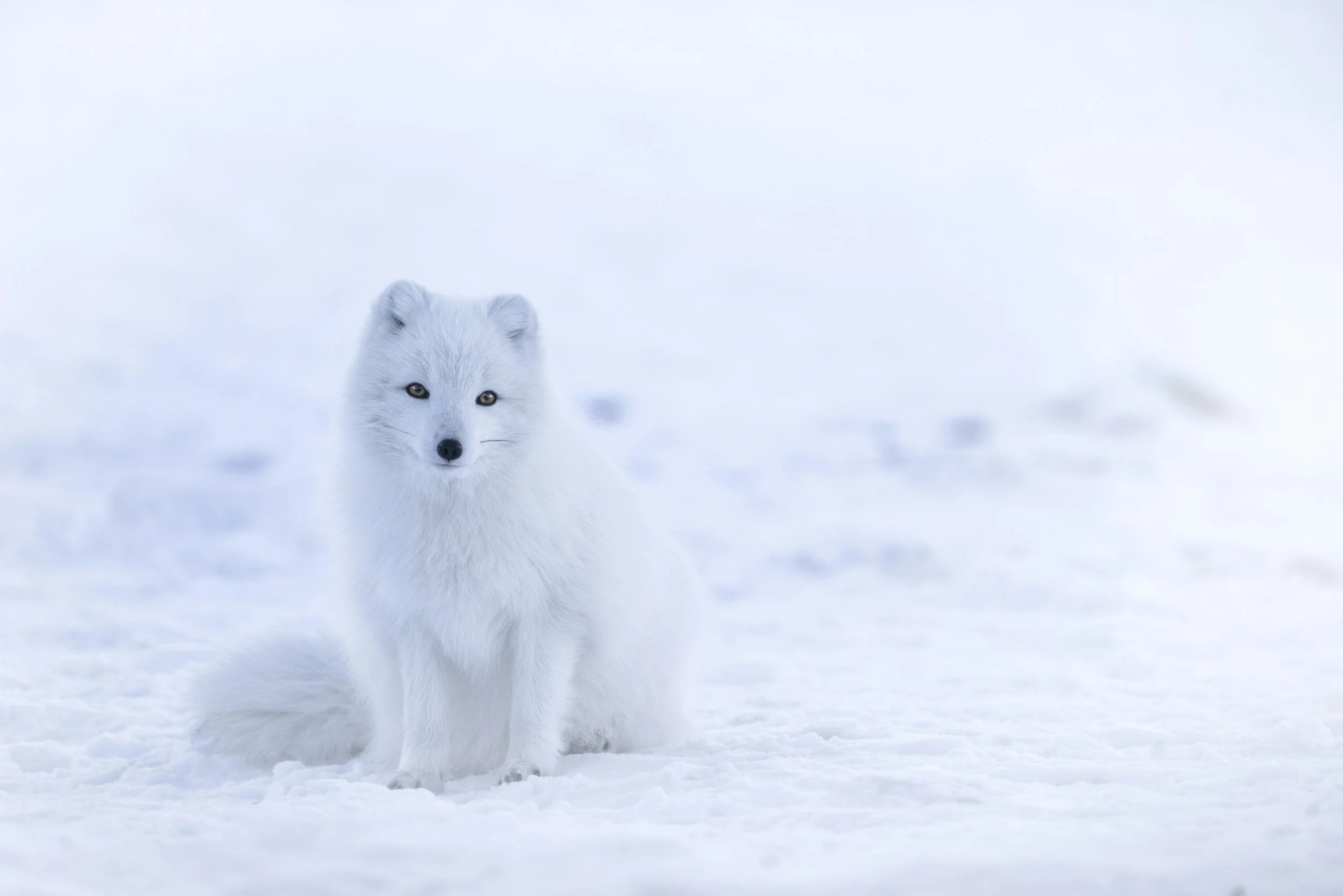 Winter Wisdom & Rest