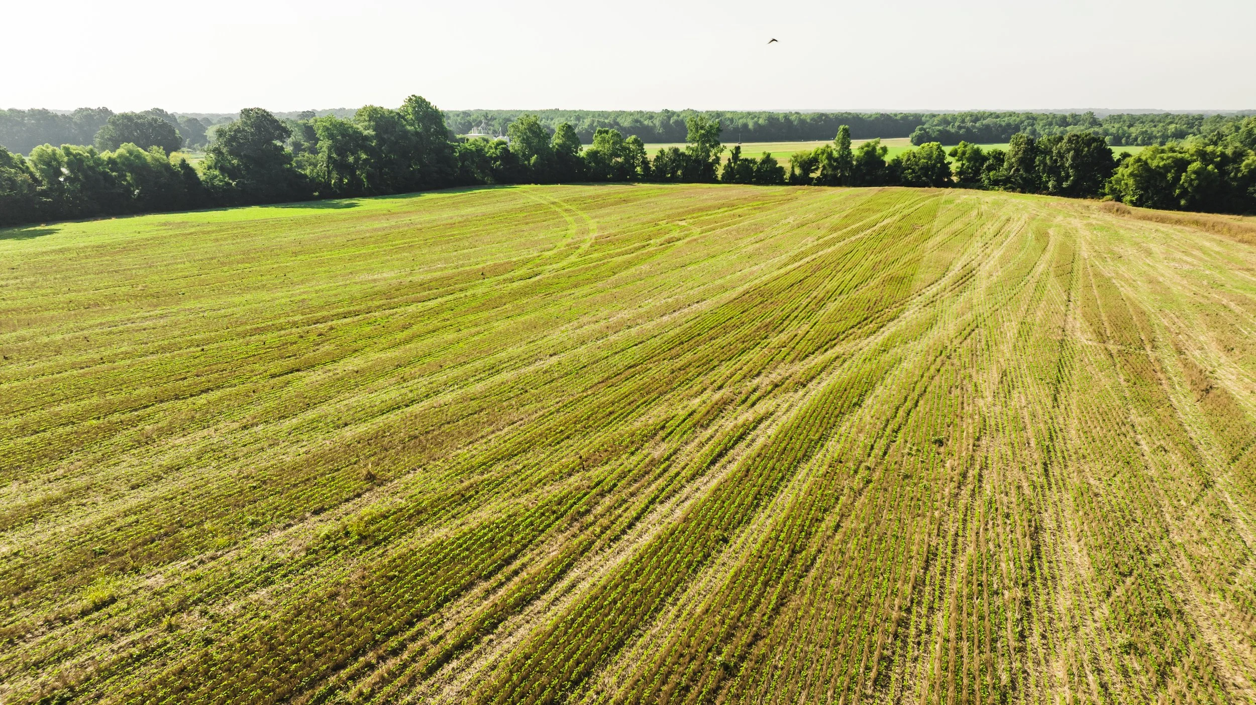 DJI_20250729085240_0020_D.jpg