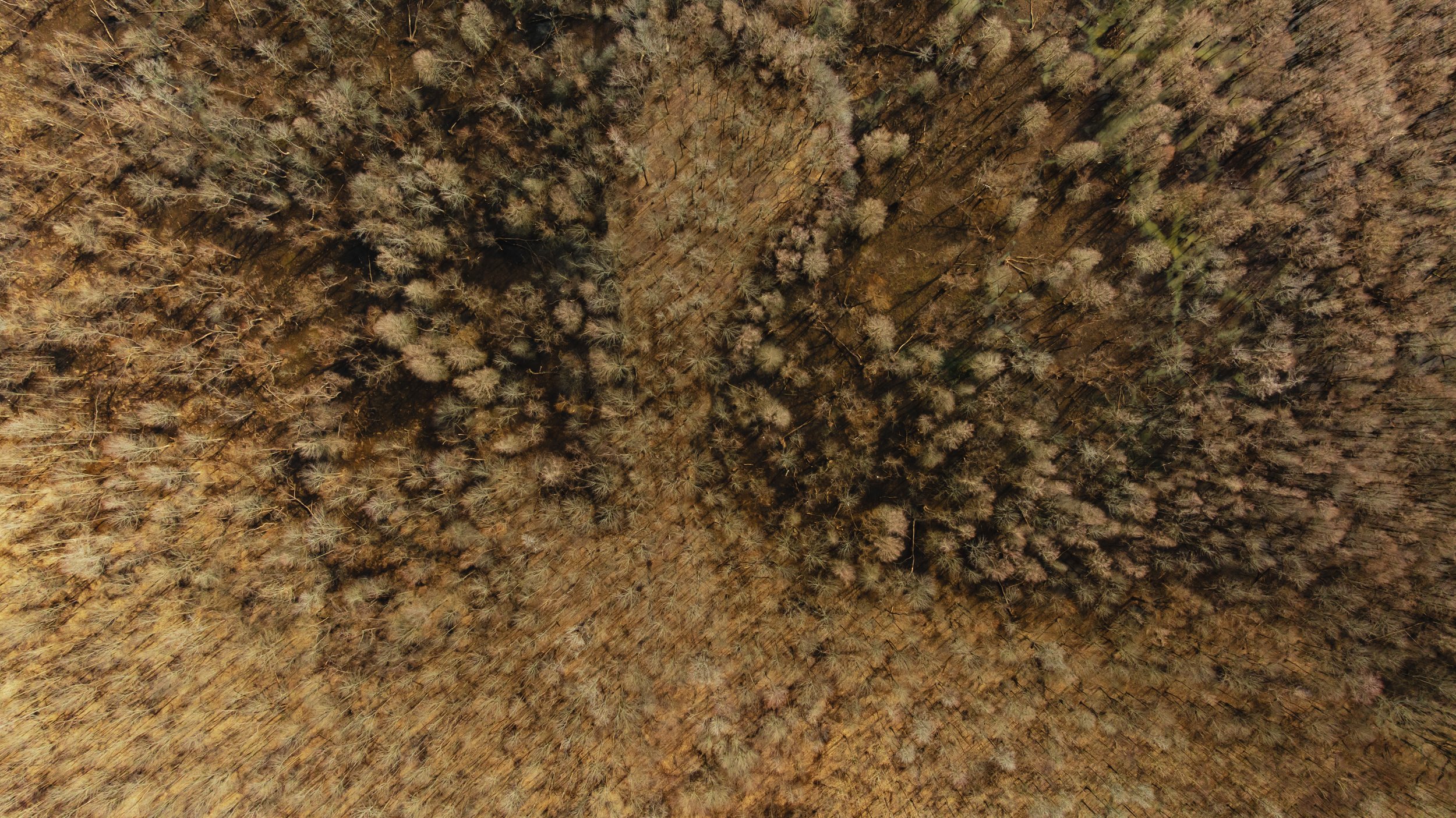DJI_20250226102801_0025_D.jpg