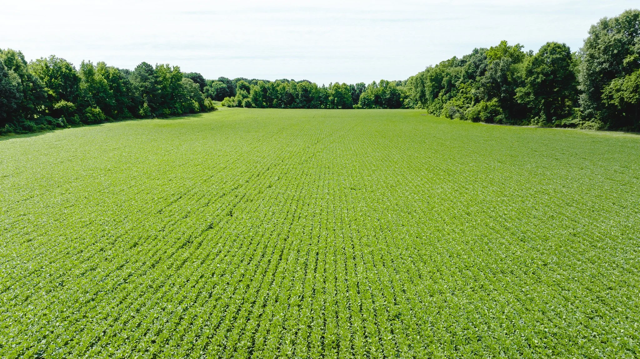 DJI_20260613180555_0013_D.jpg