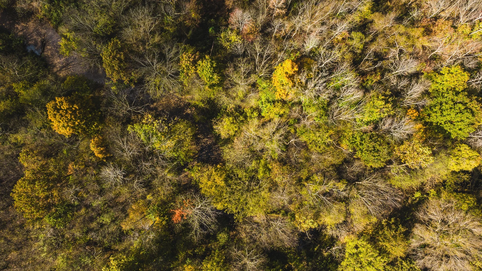 DJI_20241029114918_0010_D.jpg