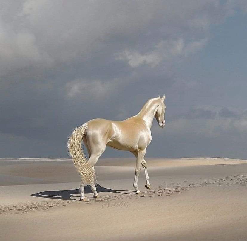 A white horse walking on a sandy desert under a cloudy sky.