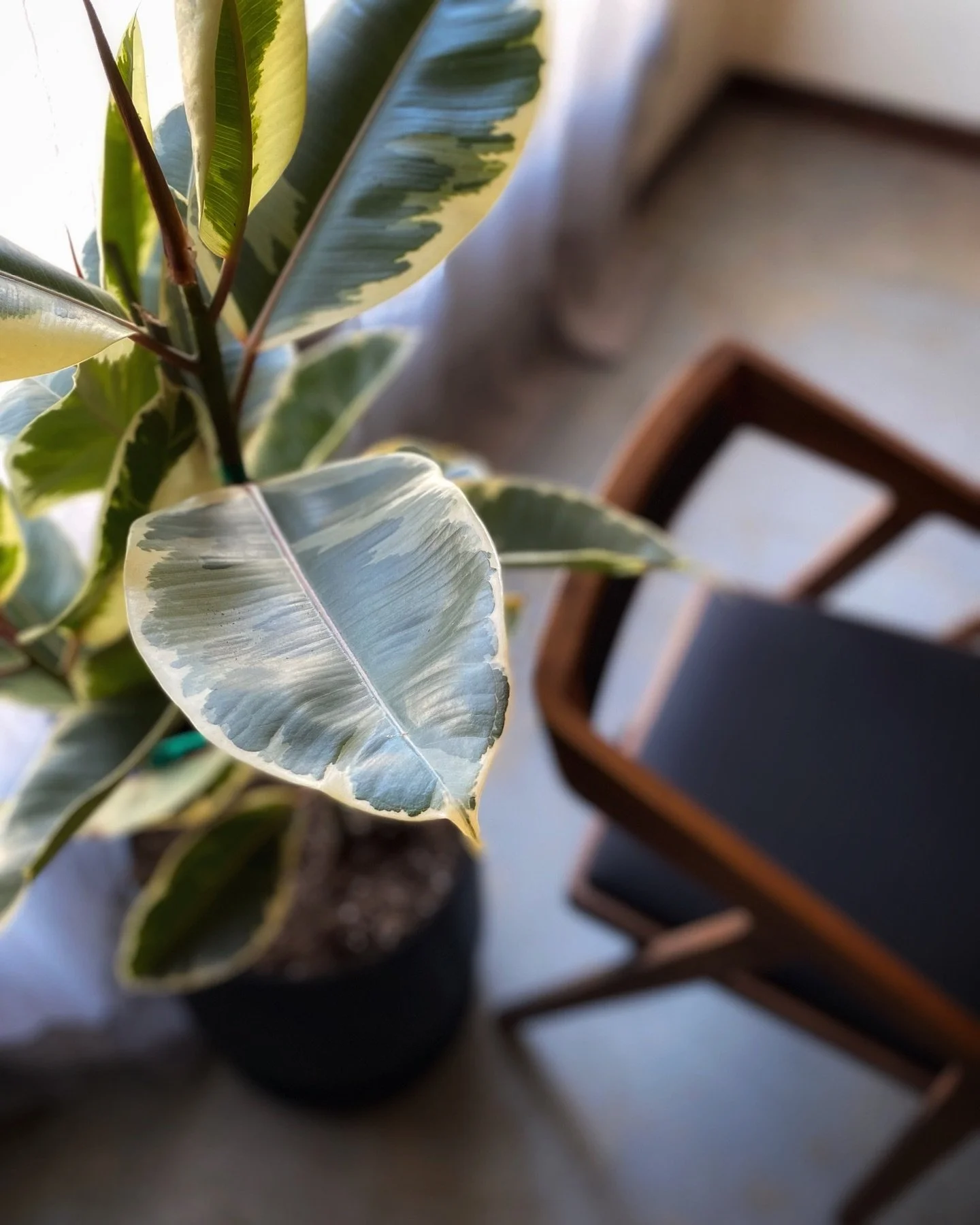 Chef @fallsausten returns to the hearth of @maligne this spring for a Sunday residency. This three-part series consists of three separate ticketed events. Learn more about the series and get your tickets at the link in our bio. Big thanks to @klausge