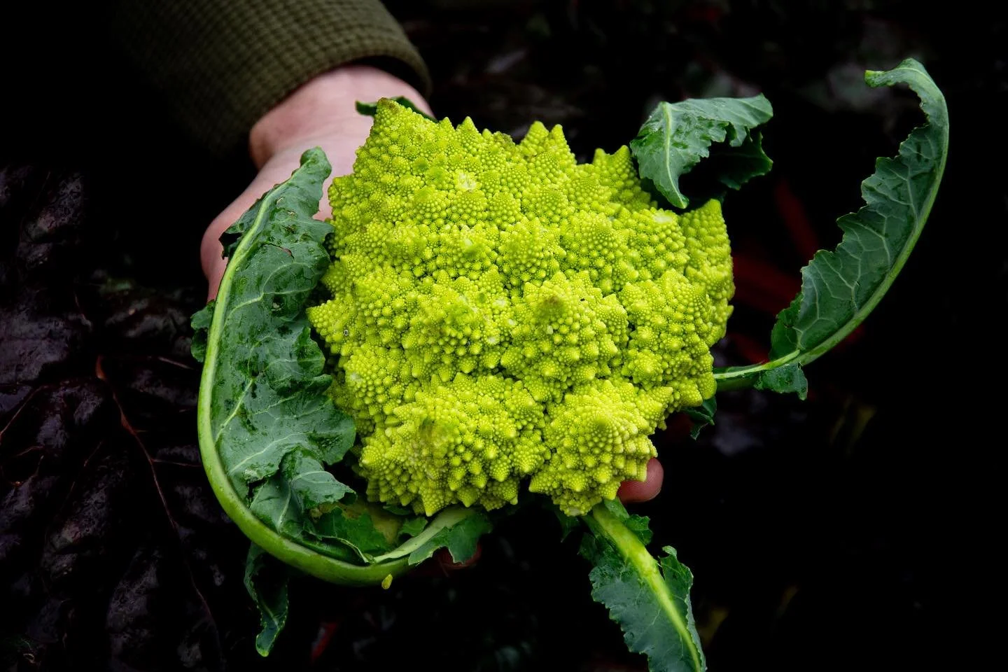 10/10 @pinnacleorganic 

📸 @deb_falls