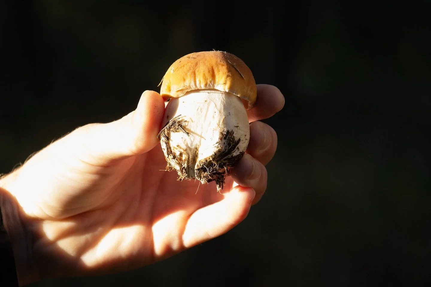 *cue celestial choir*
 

 

 
#mostwonderfultimeoftheyear #holidaymagic #locallyforaged #porcini #porcinimushroom #mushroom #foragetotable #montereycalifornia #californiacooking