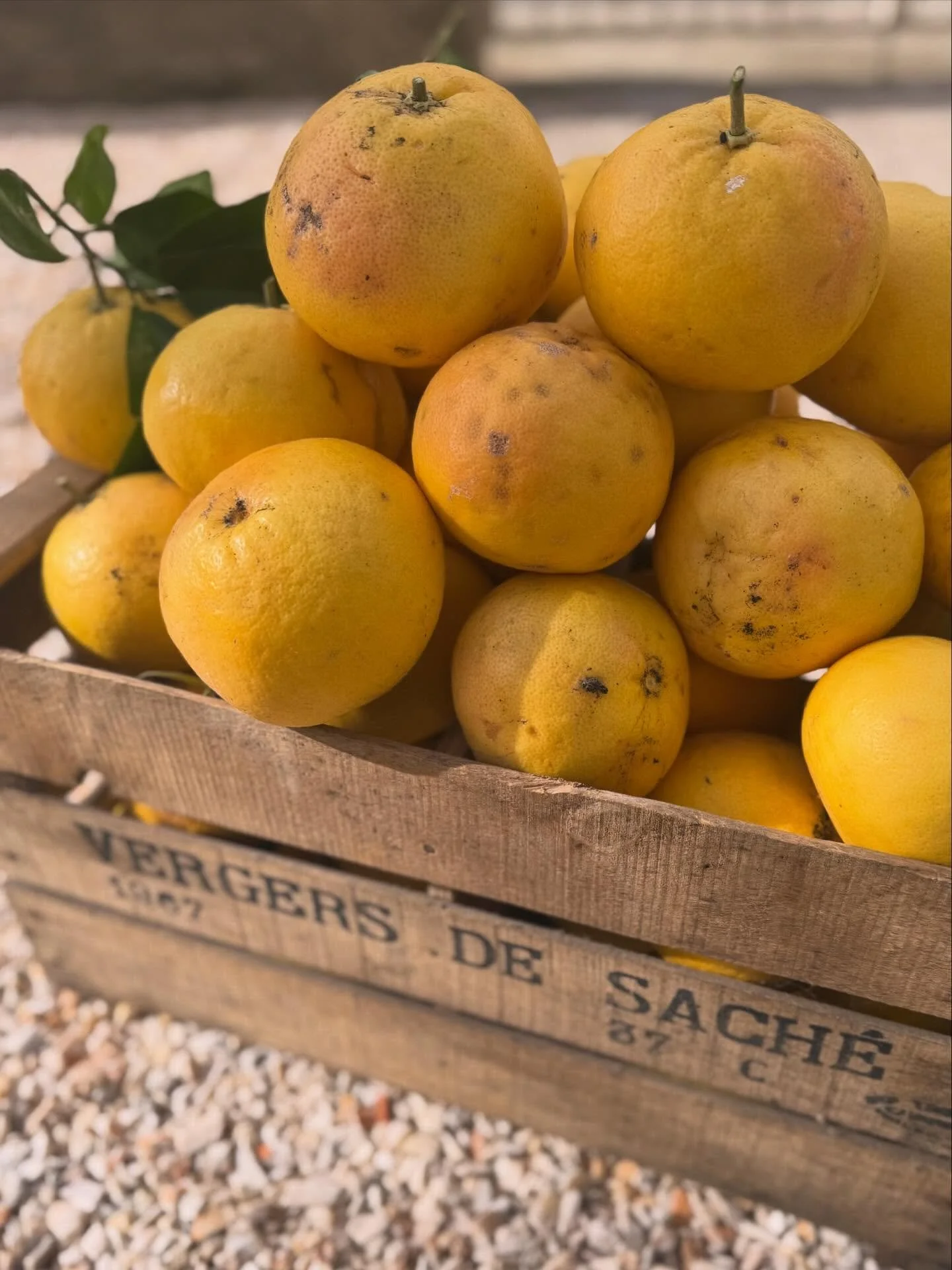 💛🌿 

𝑹&eacute;𝒔𝒆𝒓𝒗𝒂𝒕𝒊𝒐𝒏𝒔 𝒐𝒖𝒗𝒆𝒓𝒕𝒆𝒔 
𝒘𝒘𝒘.𝒗𝒊𝒍𝒍𝒂𝒄𝒂𝒍𝒚𝒔.𝒄𝒐𝒎

𝑽𝒆𝒏𝒆𝒛 𝒗𝒊𝒗𝒓𝒆 𝒍&rsquo;𝒆𝒙𝒑&eacute;𝒓𝒊𝒆𝒏𝒄𝒆 𝑽𝒊𝒍𝒍𝒂 𝑪𝒂𝒍𝒚𝒔 🌞
.
.
.
.
.
#pamplemousse #dujardin #claira #mediterrannee