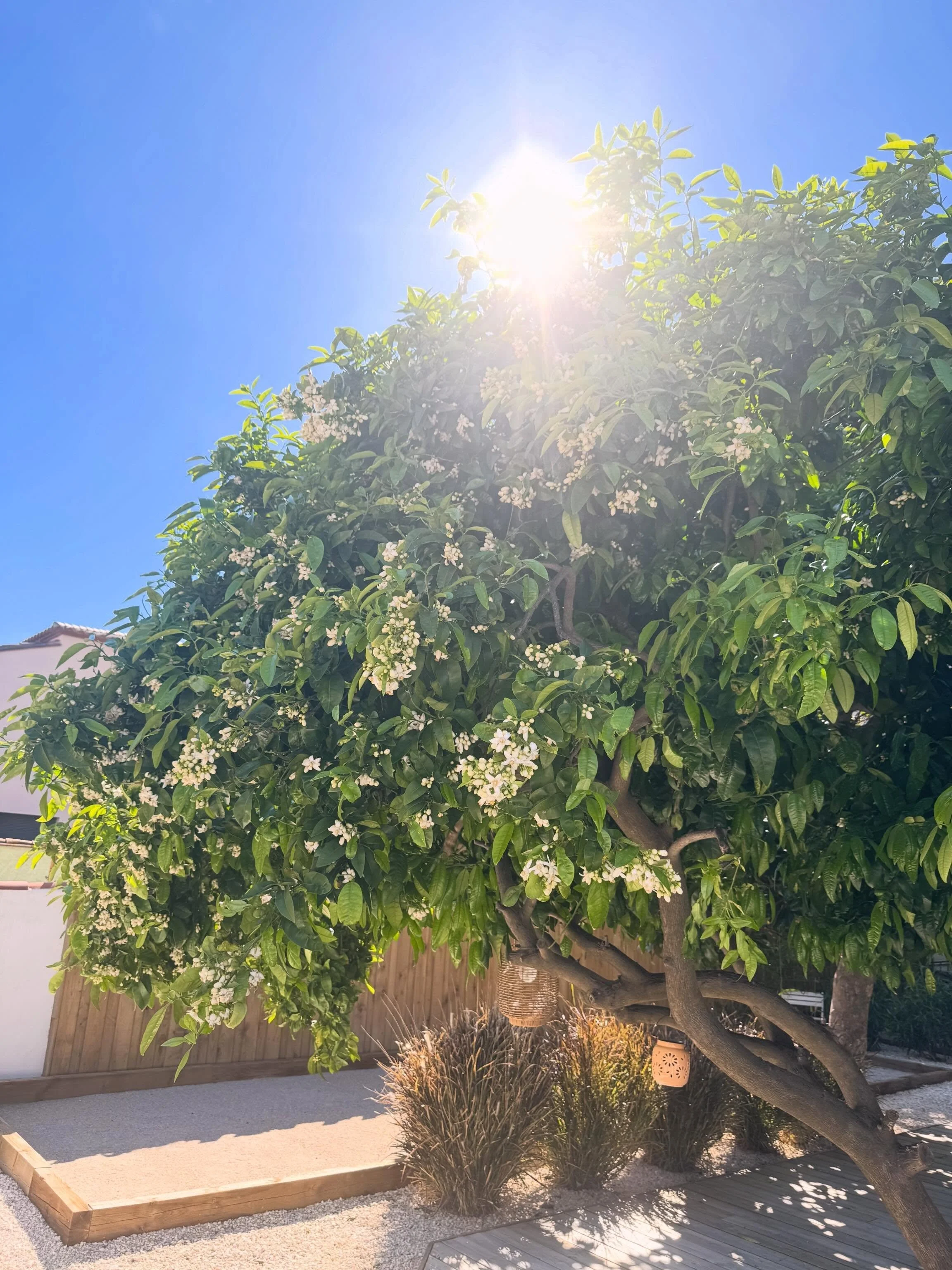 Avril recap in the south✨🌿🌈
Une vie &agrave; la Villa Calys entre d&eacute;tente, travaux, balade et moments de gourmandise tout &ccedil;a en vous accueillant ! 
On est IN LOVE de cette nouvelle vie ici dans le sud ❤️

- Pamplemoussier en fleurs 
-