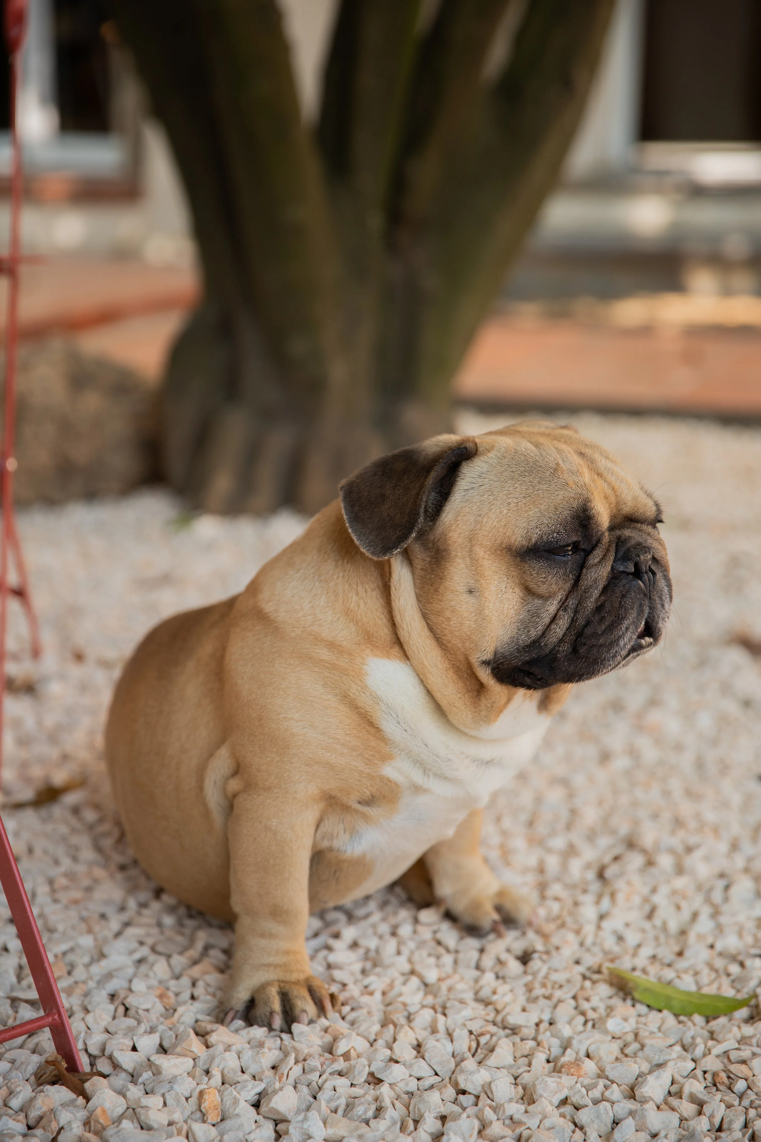 MAISON D'HÔTES DE CHARME CLAIRA PERPIGNAN LE BARCARÉS.jpeg