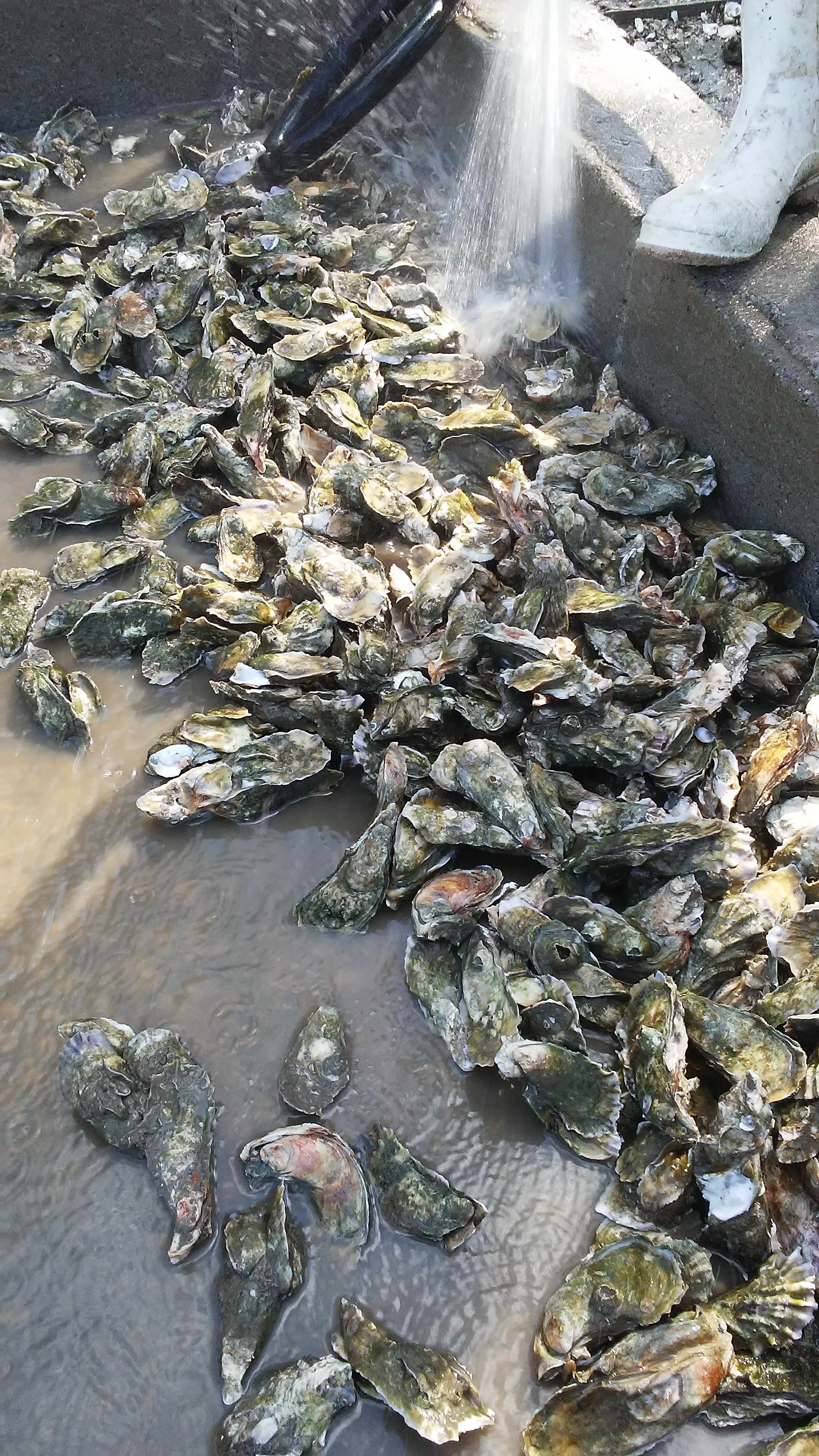 Wild harvest Clusters #2