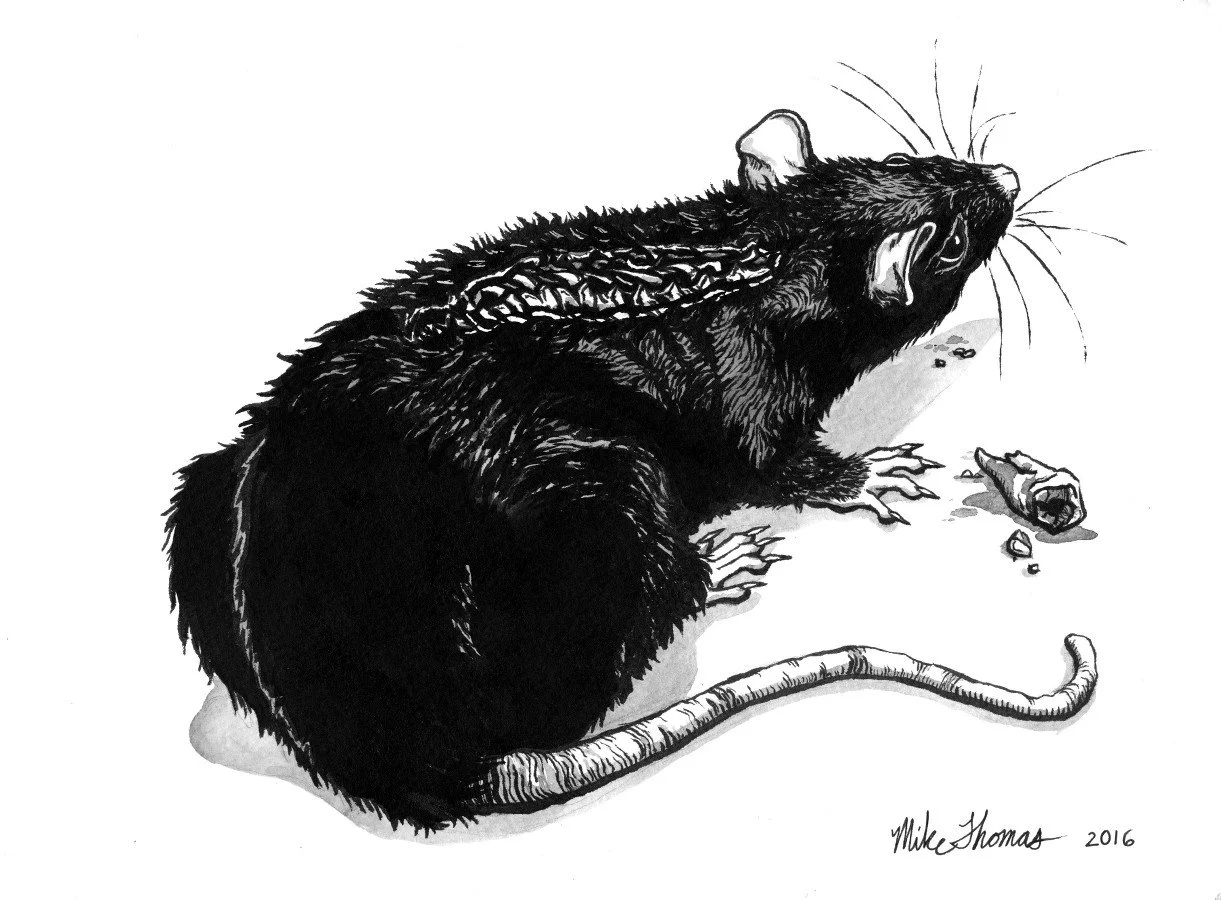 "Edward"
Ink on Paper
2016