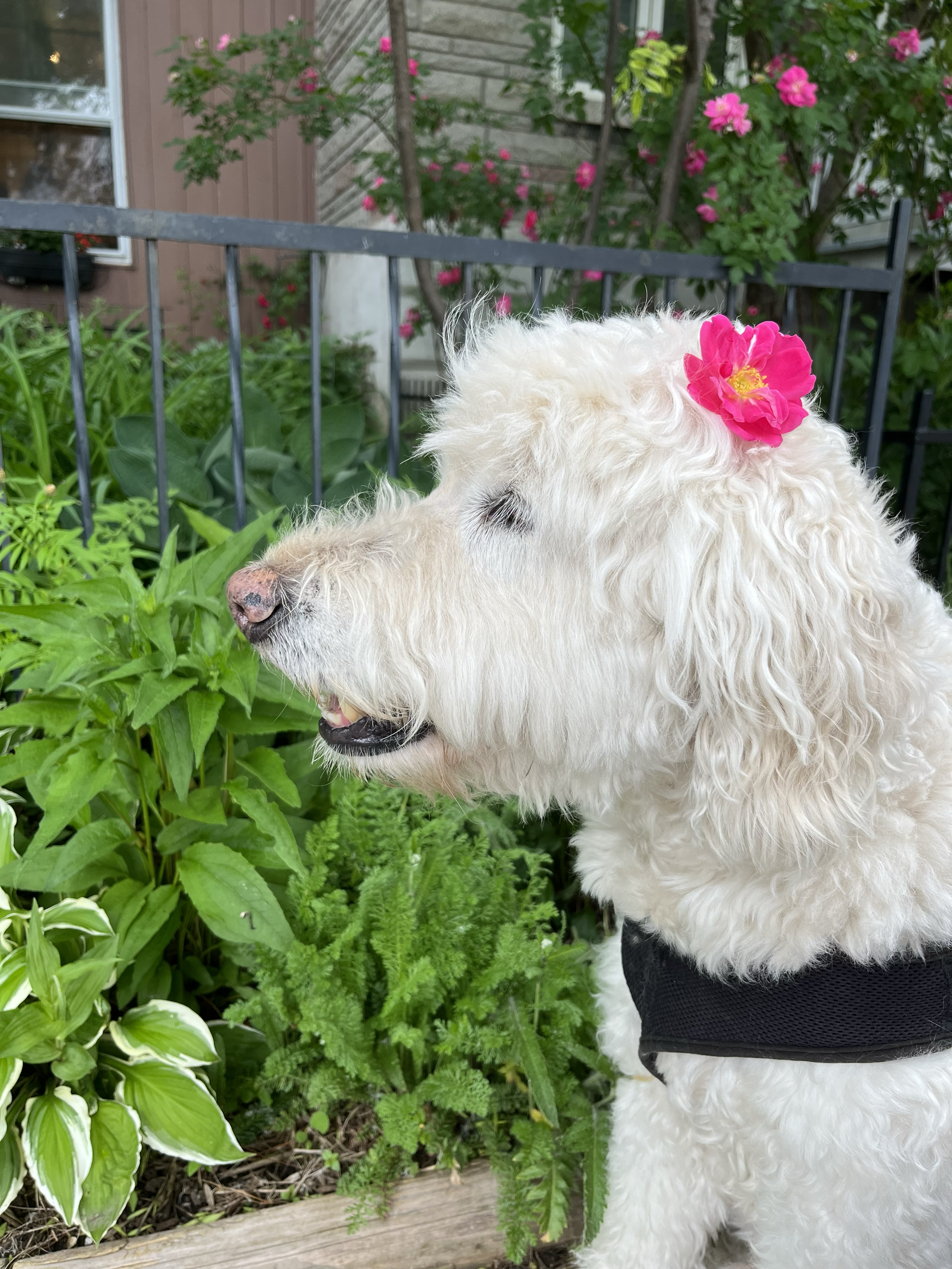 Fluffy white dog with a pink flower on its ear, sitting in a garden.