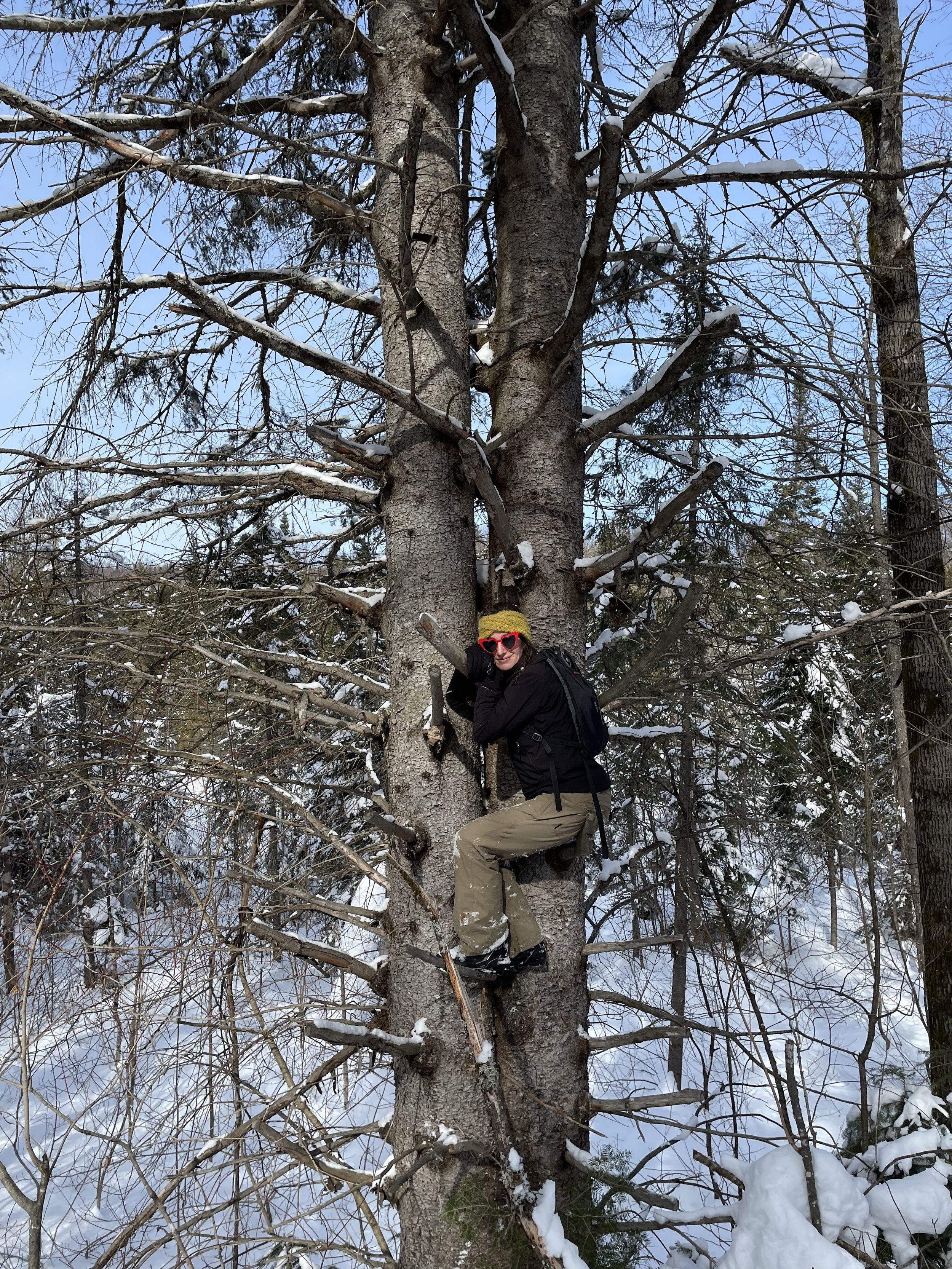 Person climbing a snow-covered tree in a winter forest, wearing sunglasses and outdoor gear.