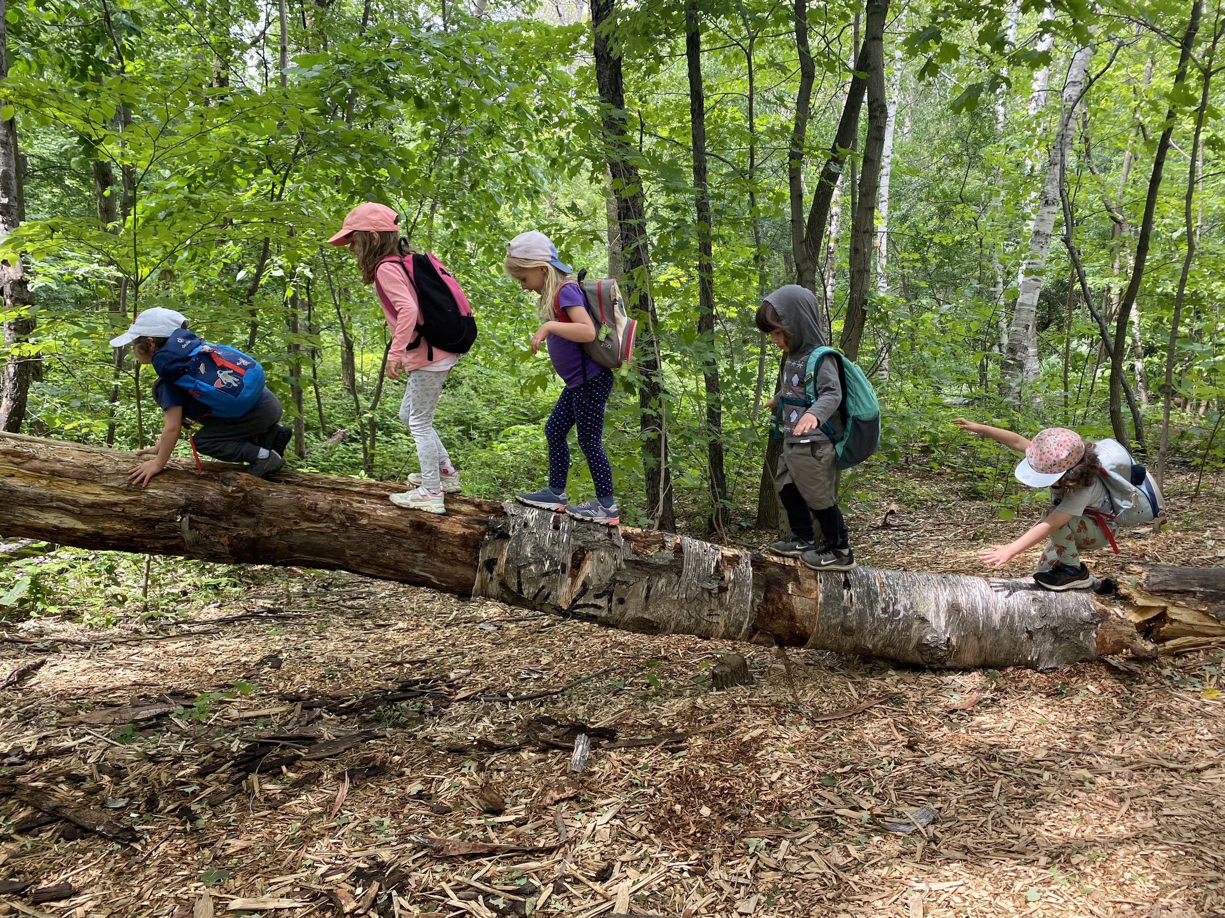 Children balancing on a fallen tree in a forest.