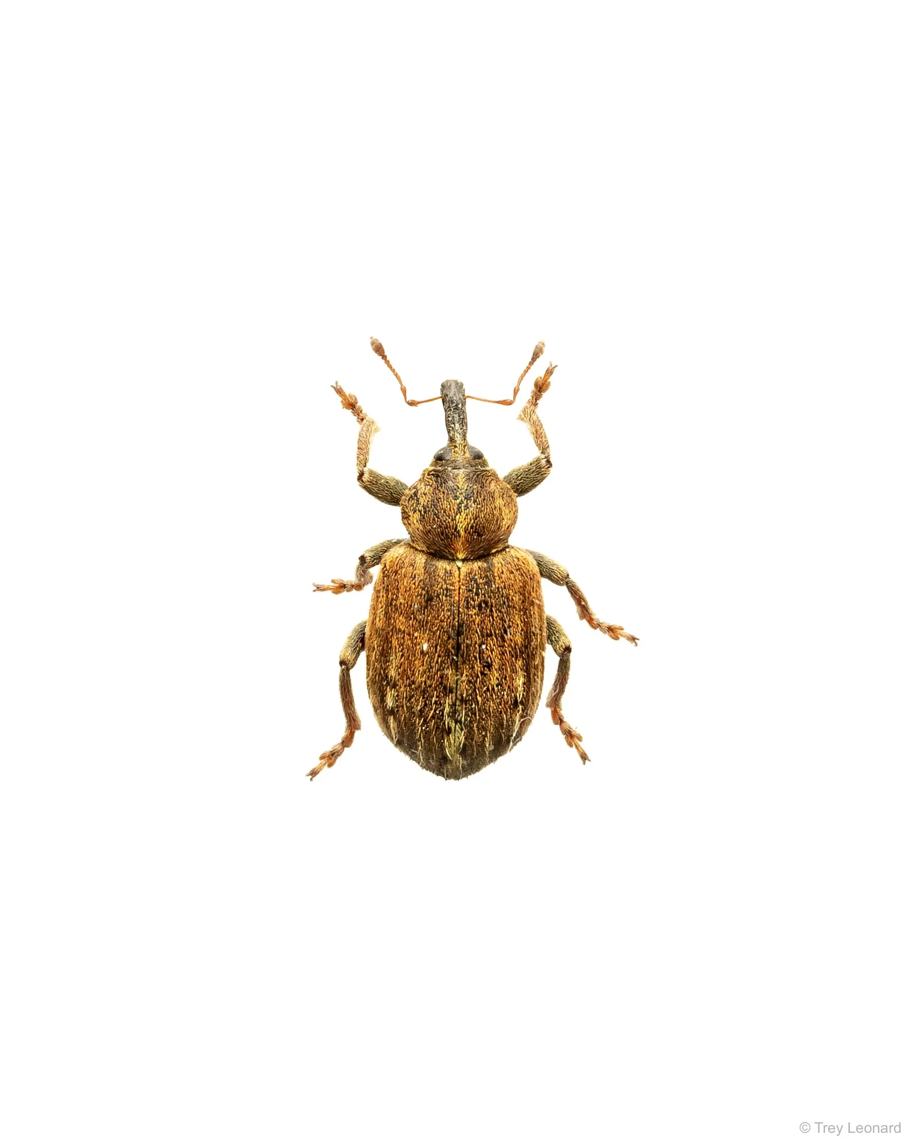 Dock Hyper Weevil 4-2026.jpg