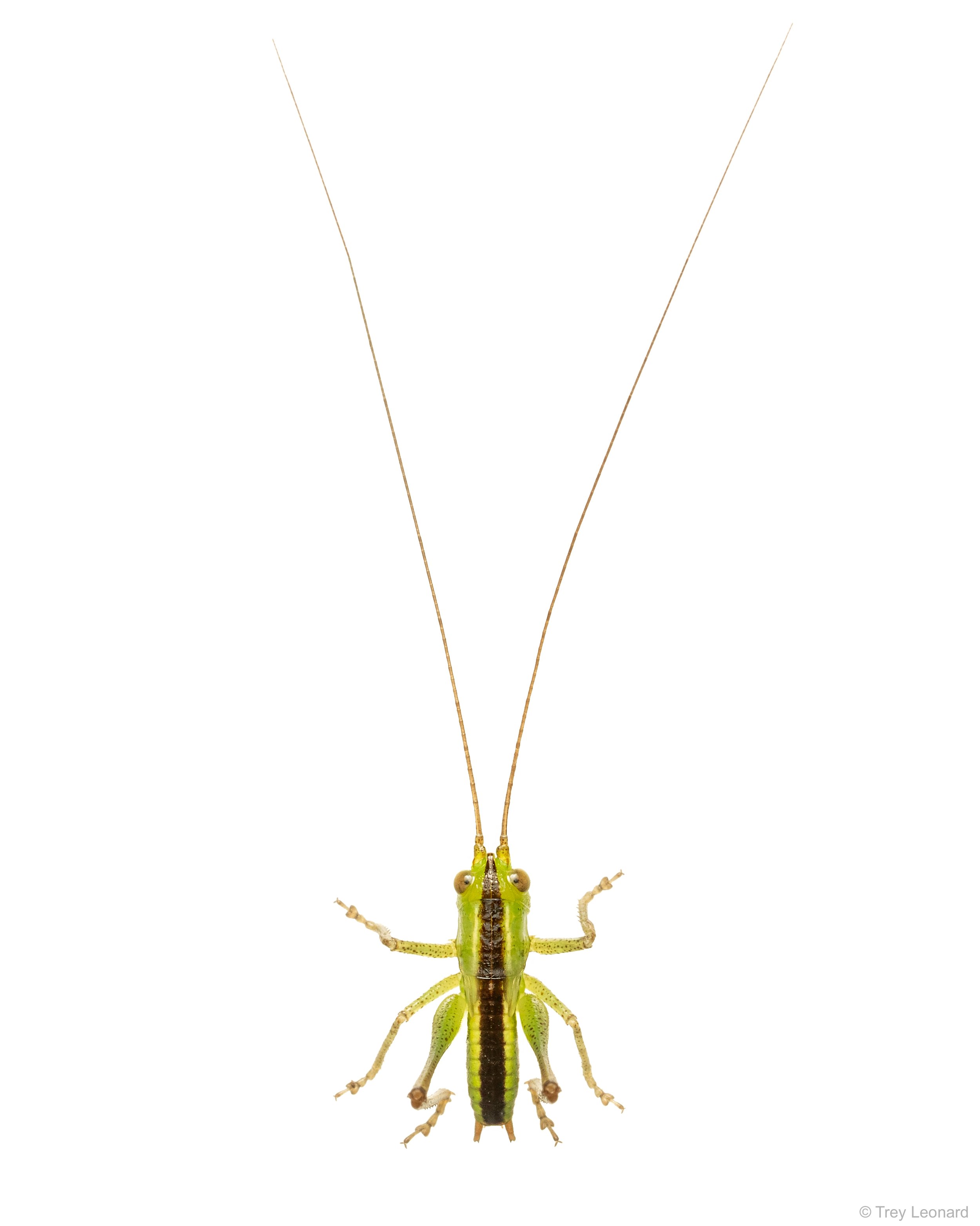 Short-winged Meadow Katydid 7-2026.jpg