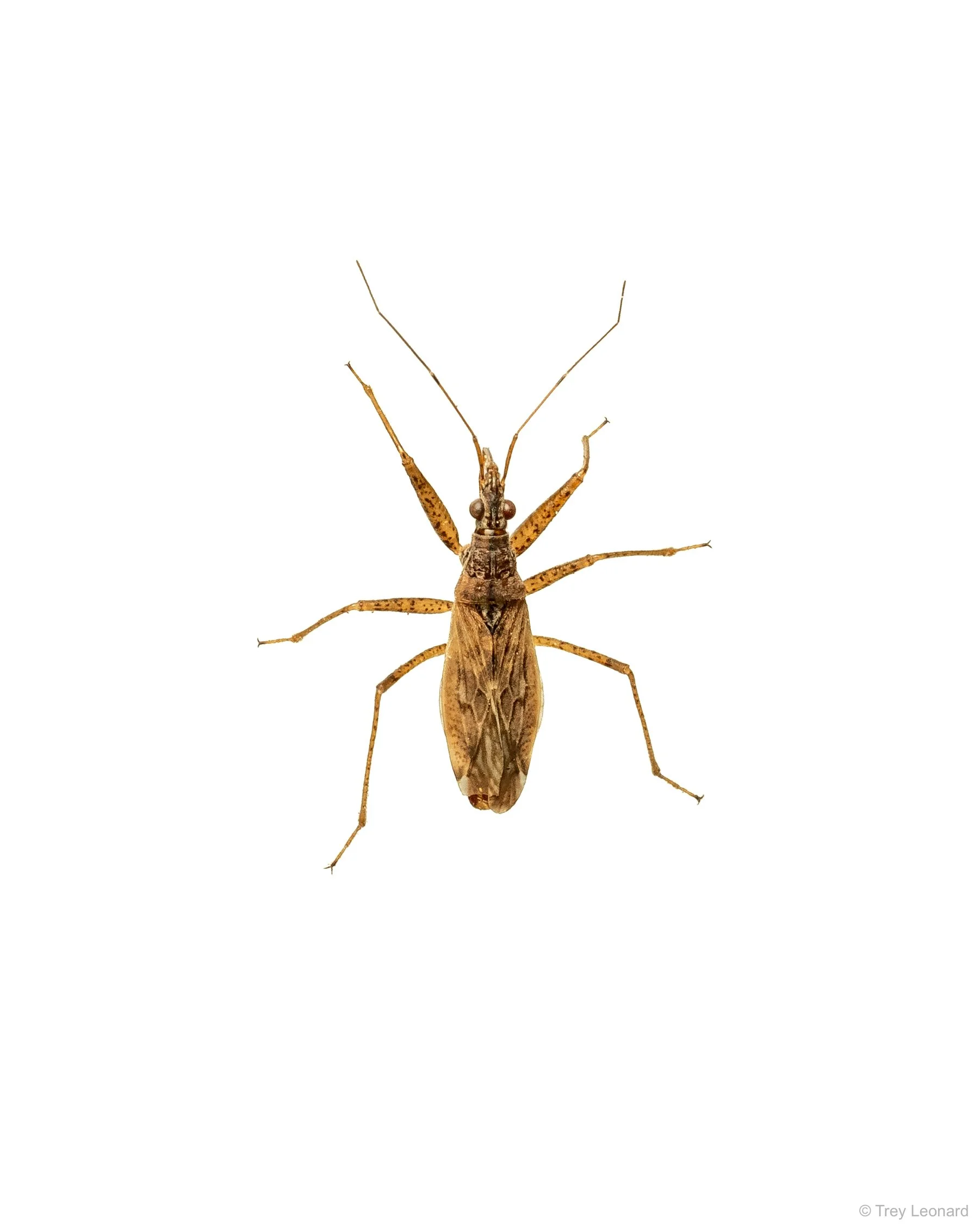 Nabis roseipennis 5-2026.jpg