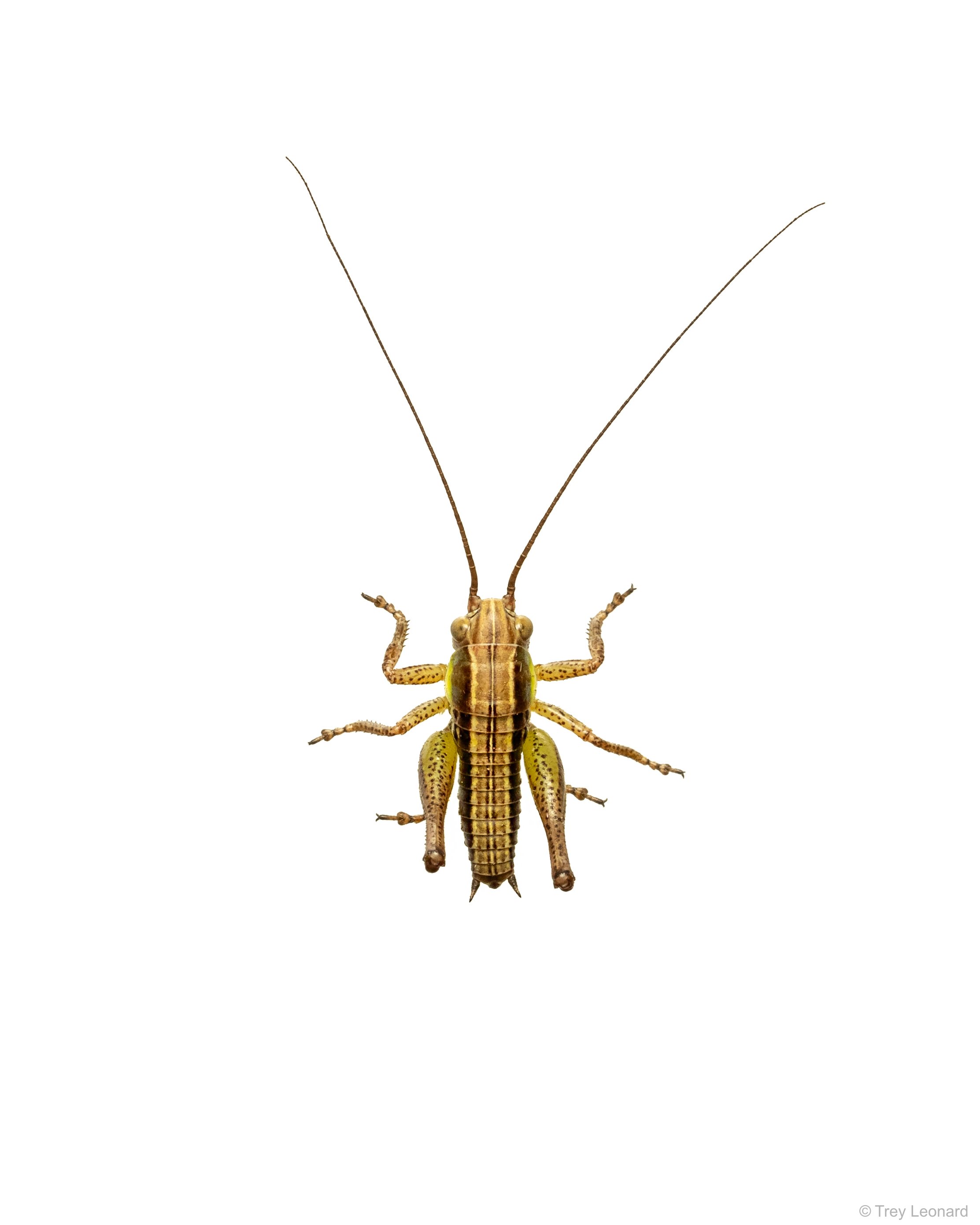 Two-striped Grasshopper 5-2026.jpg