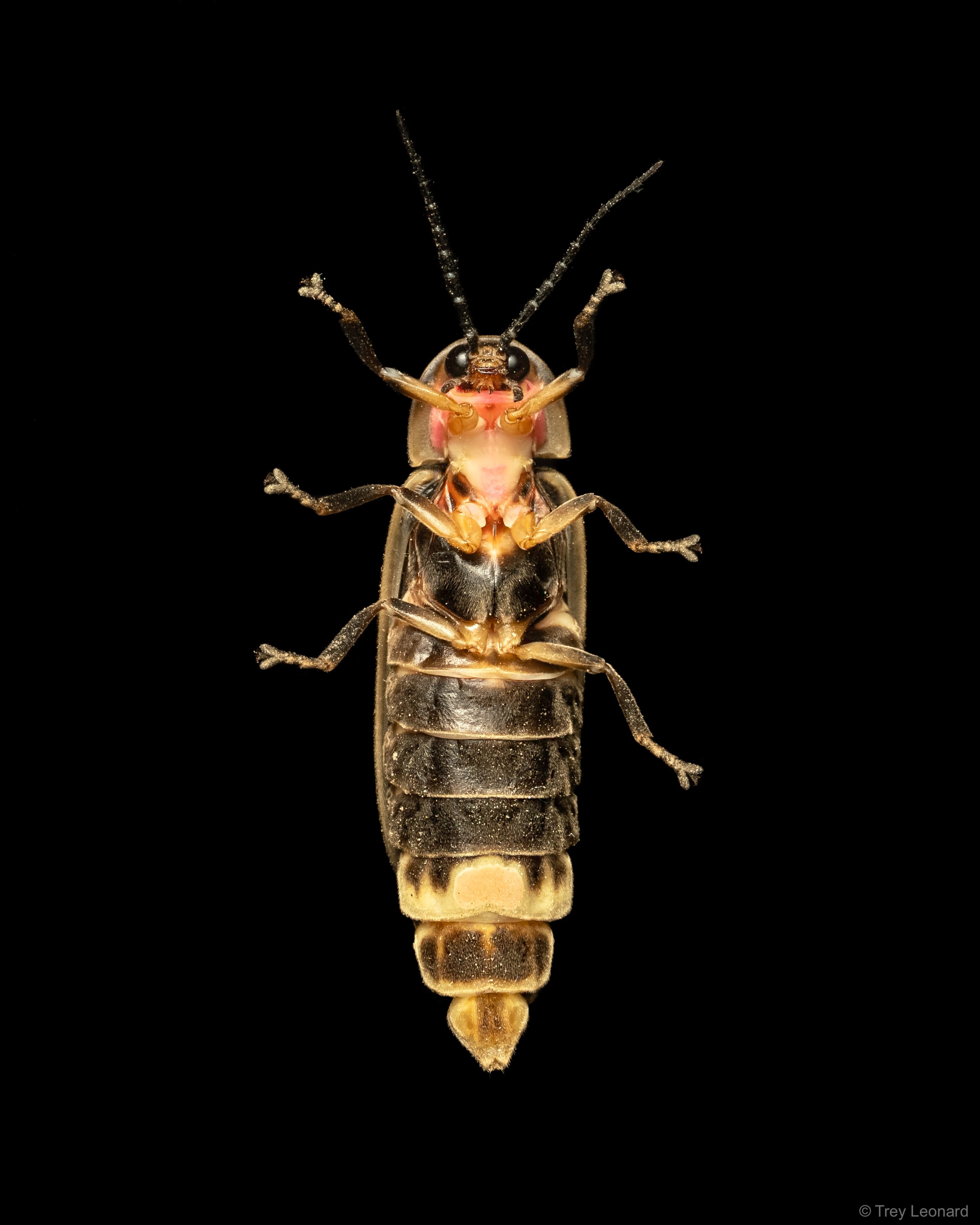 Common Eastern Firefly 7-2026.jpg