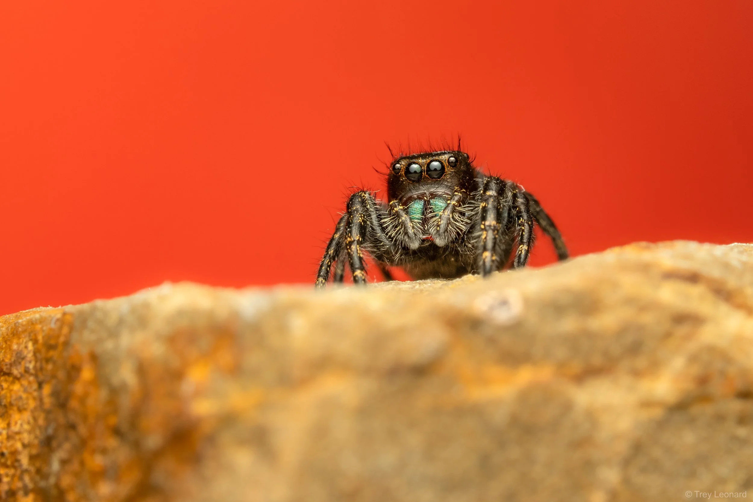 Bold Jumping Spider 10-2026.jpg