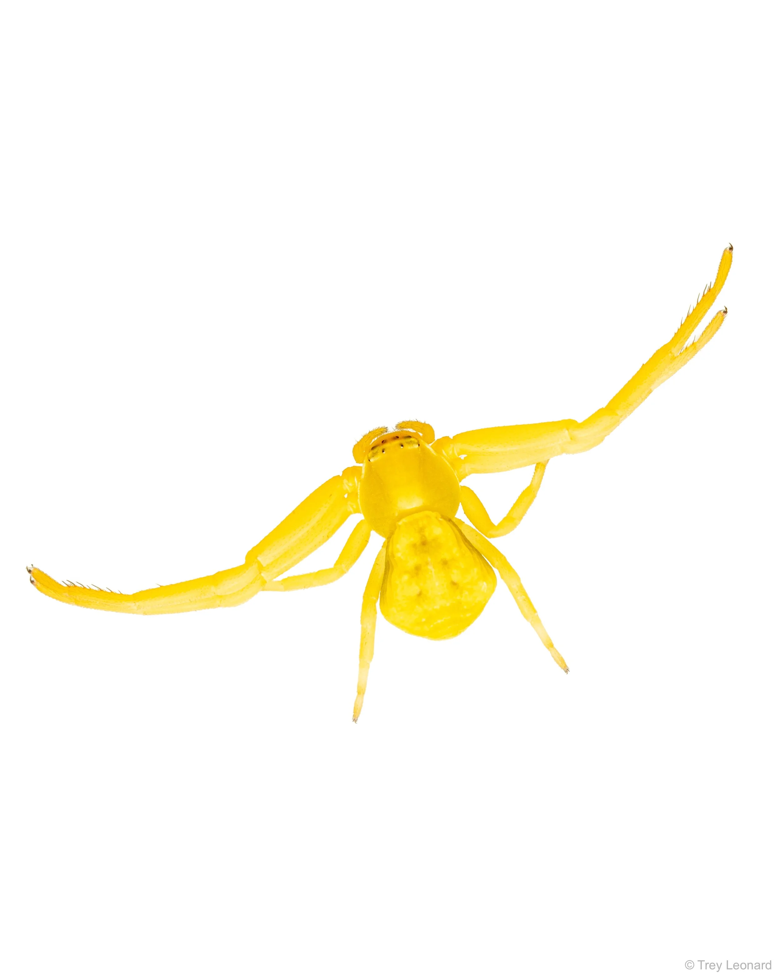 Goldenrod Crab Spider 7-2026.jpg