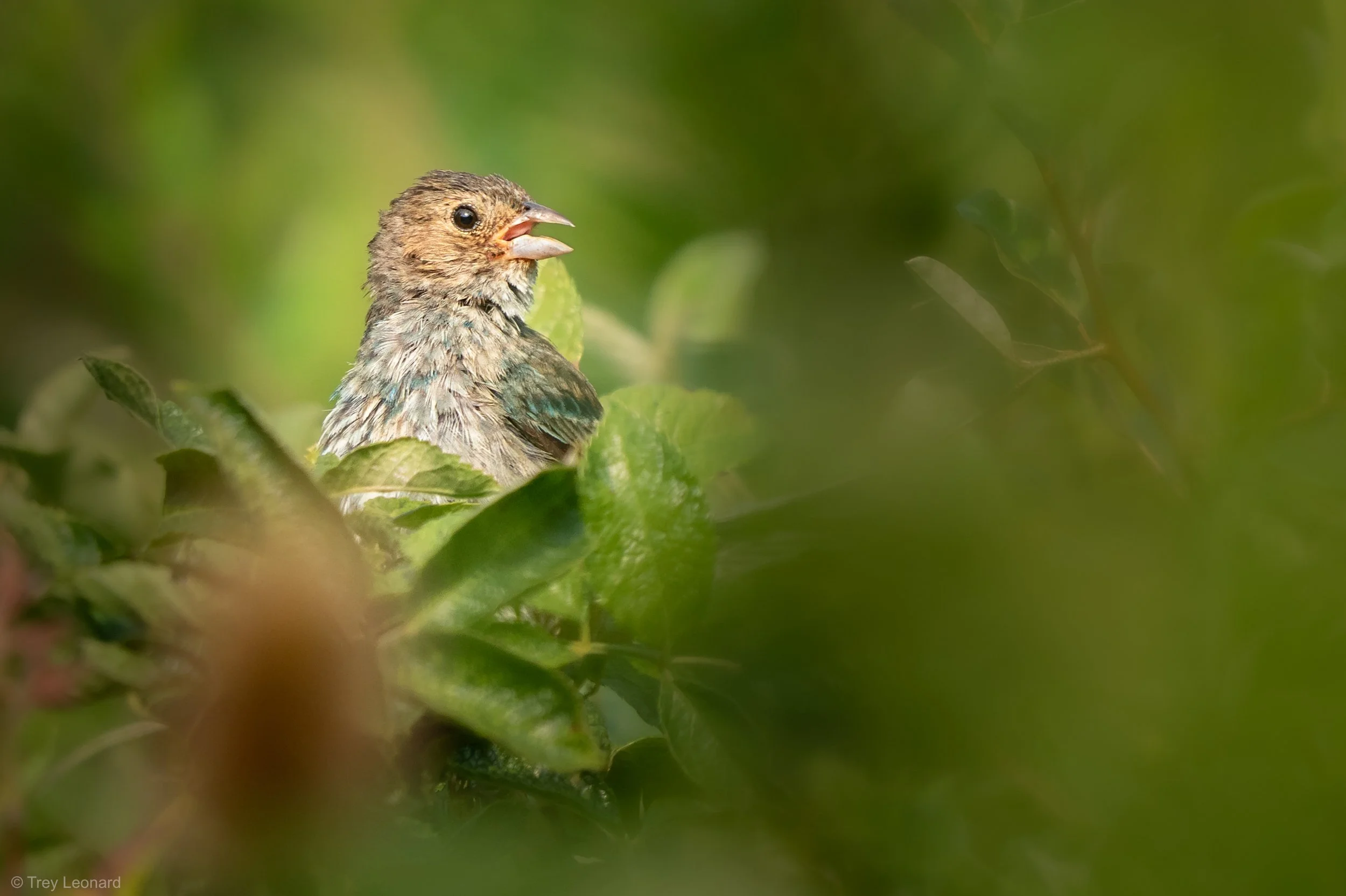Indigo Bunting 8-2026.jpg