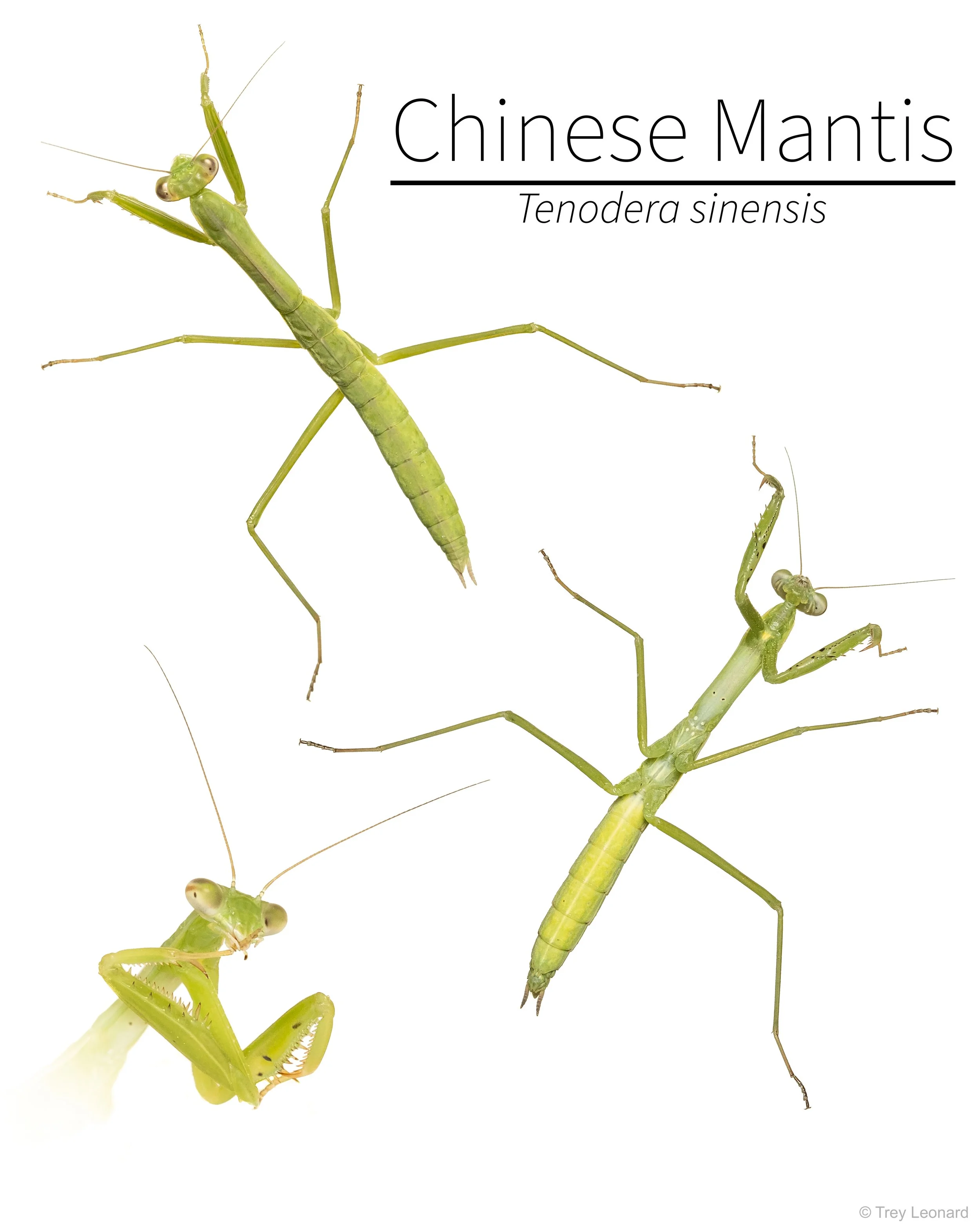 Chinese Mantis poster 7-2026.jpg