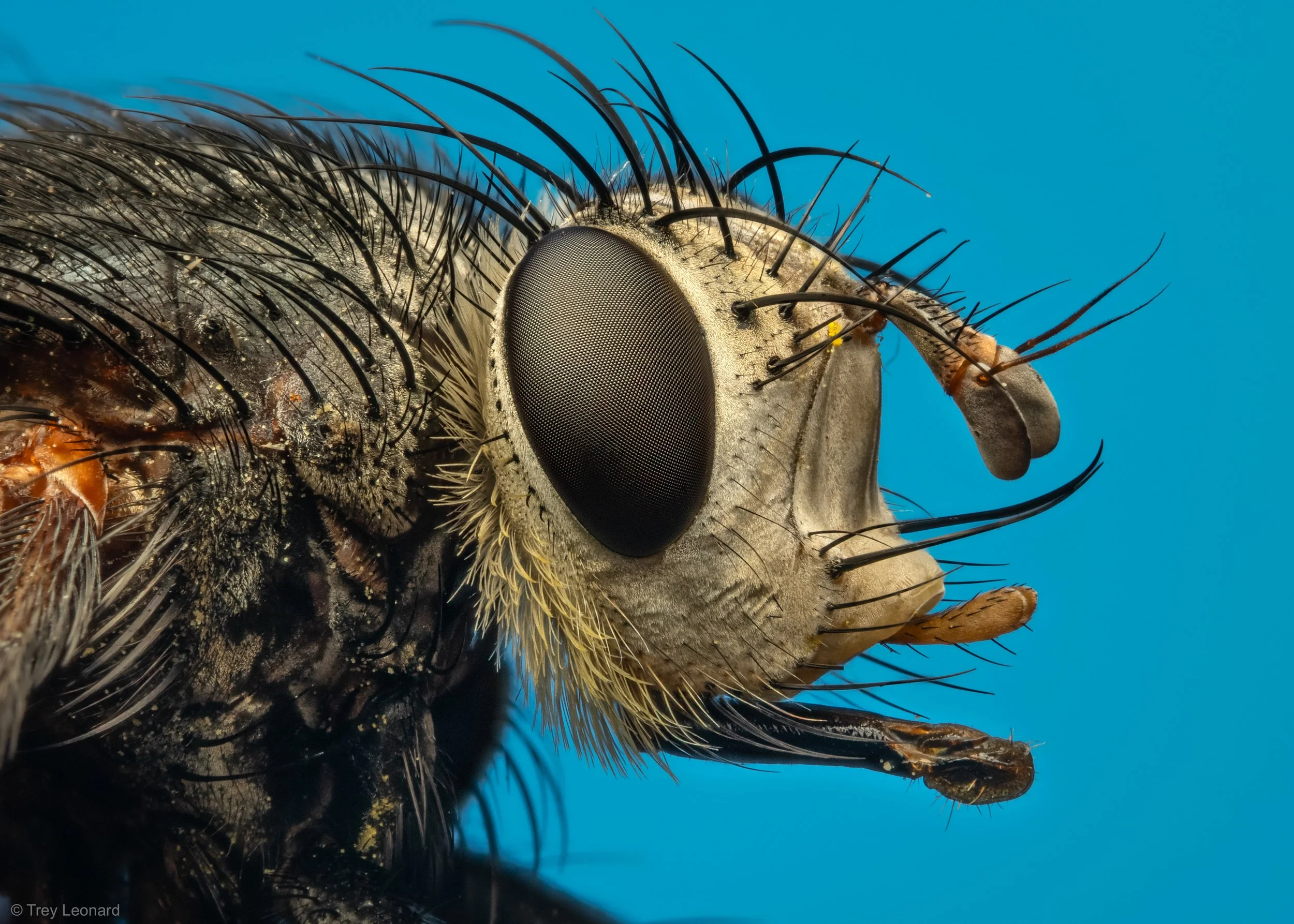 Early Tachinid Fly 9-2026.jpg