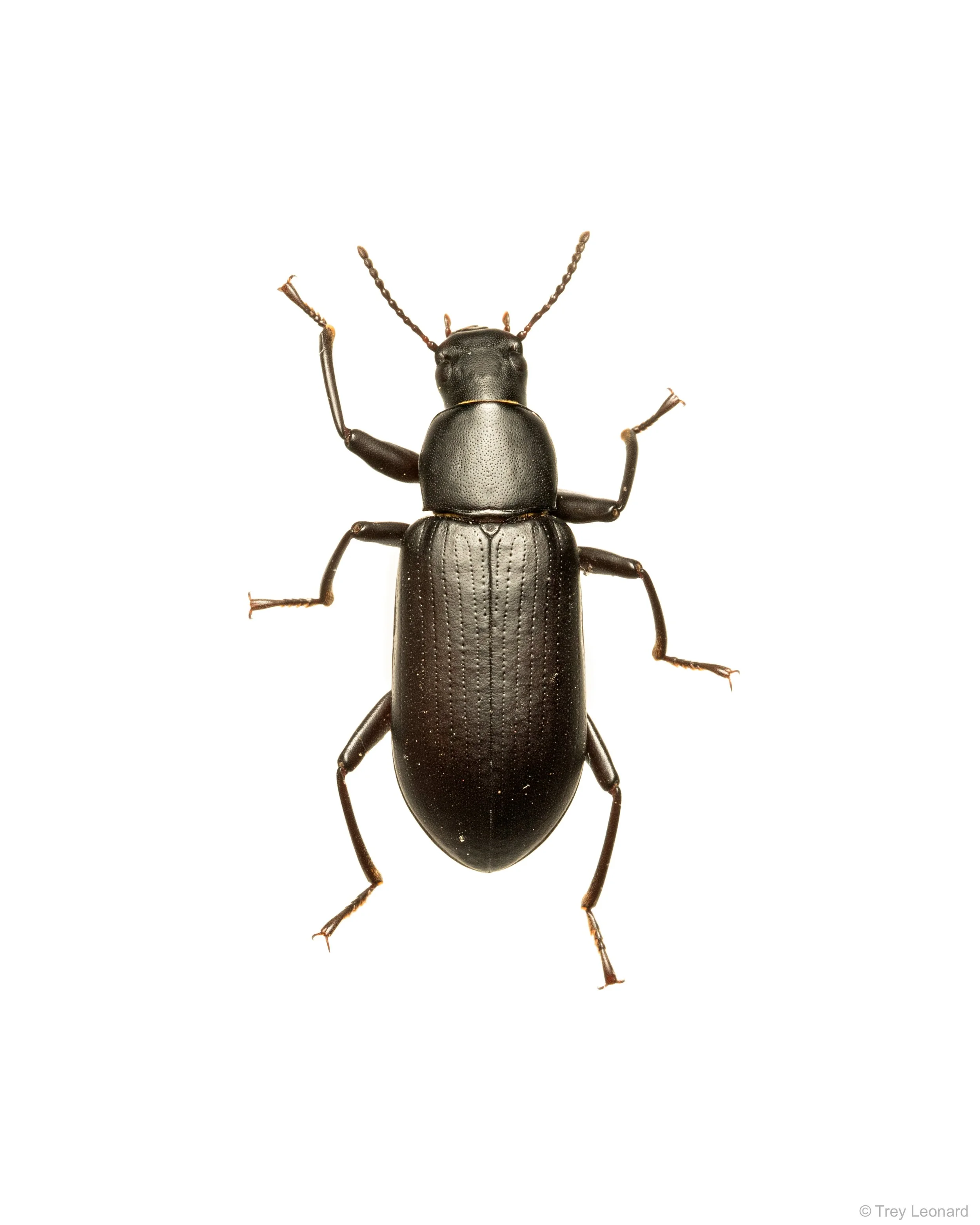 False Mealworm Beetle 5-2026.jpg
