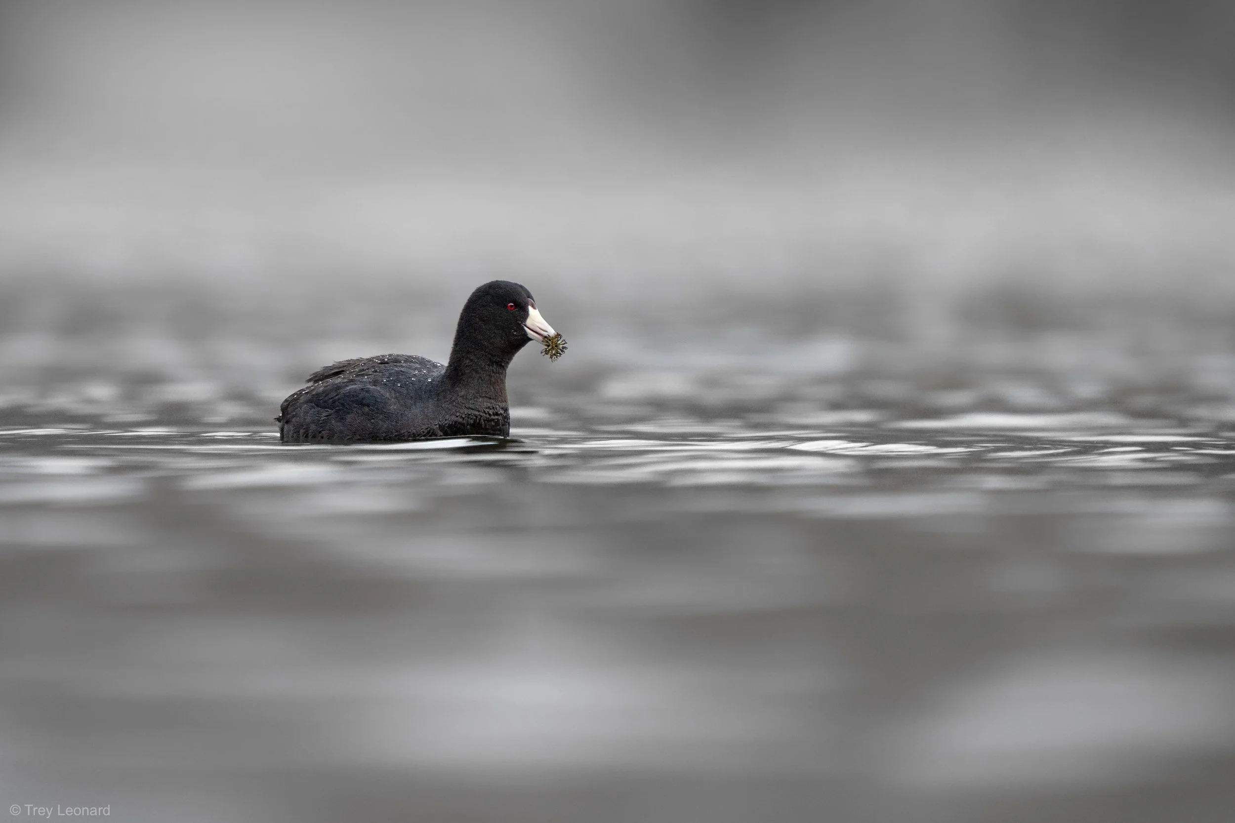 American Coot 3-2026.jpg