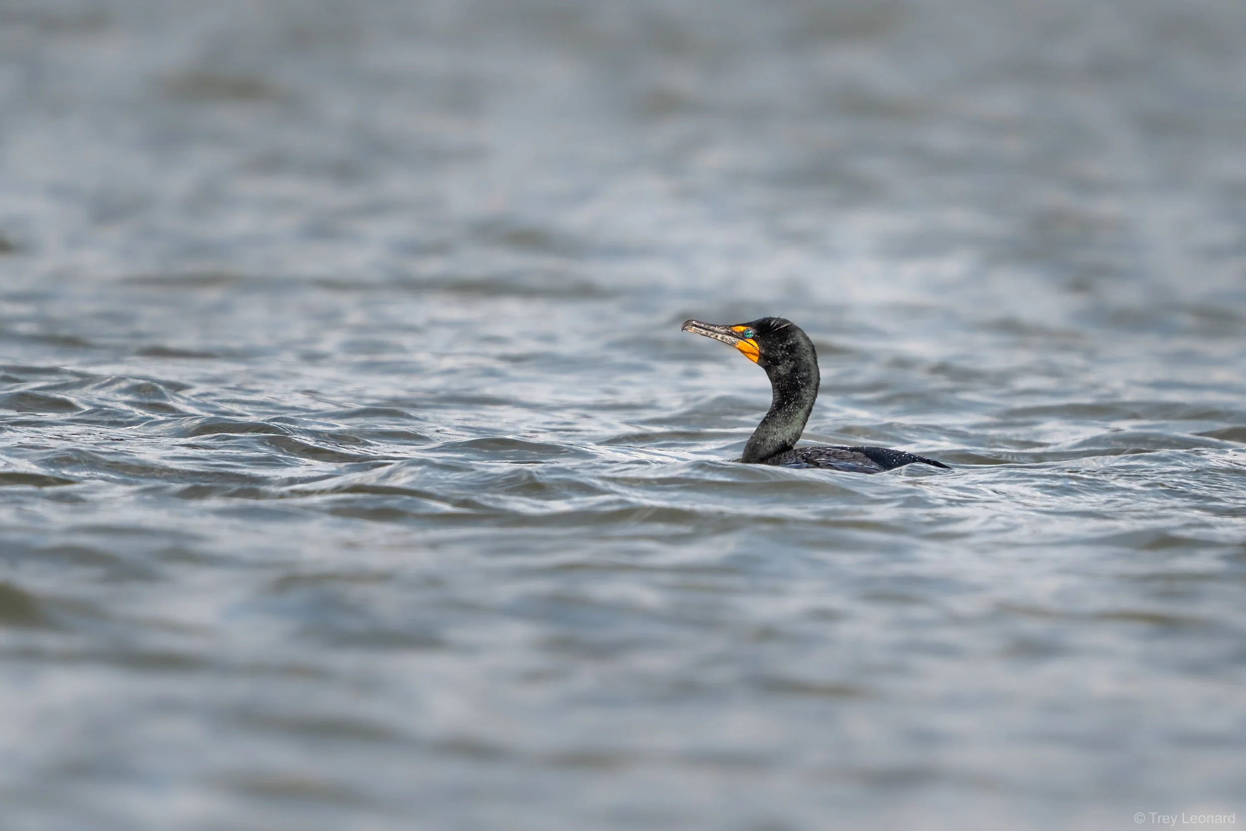 Double-crested Cormorant 3-2026.jpg
