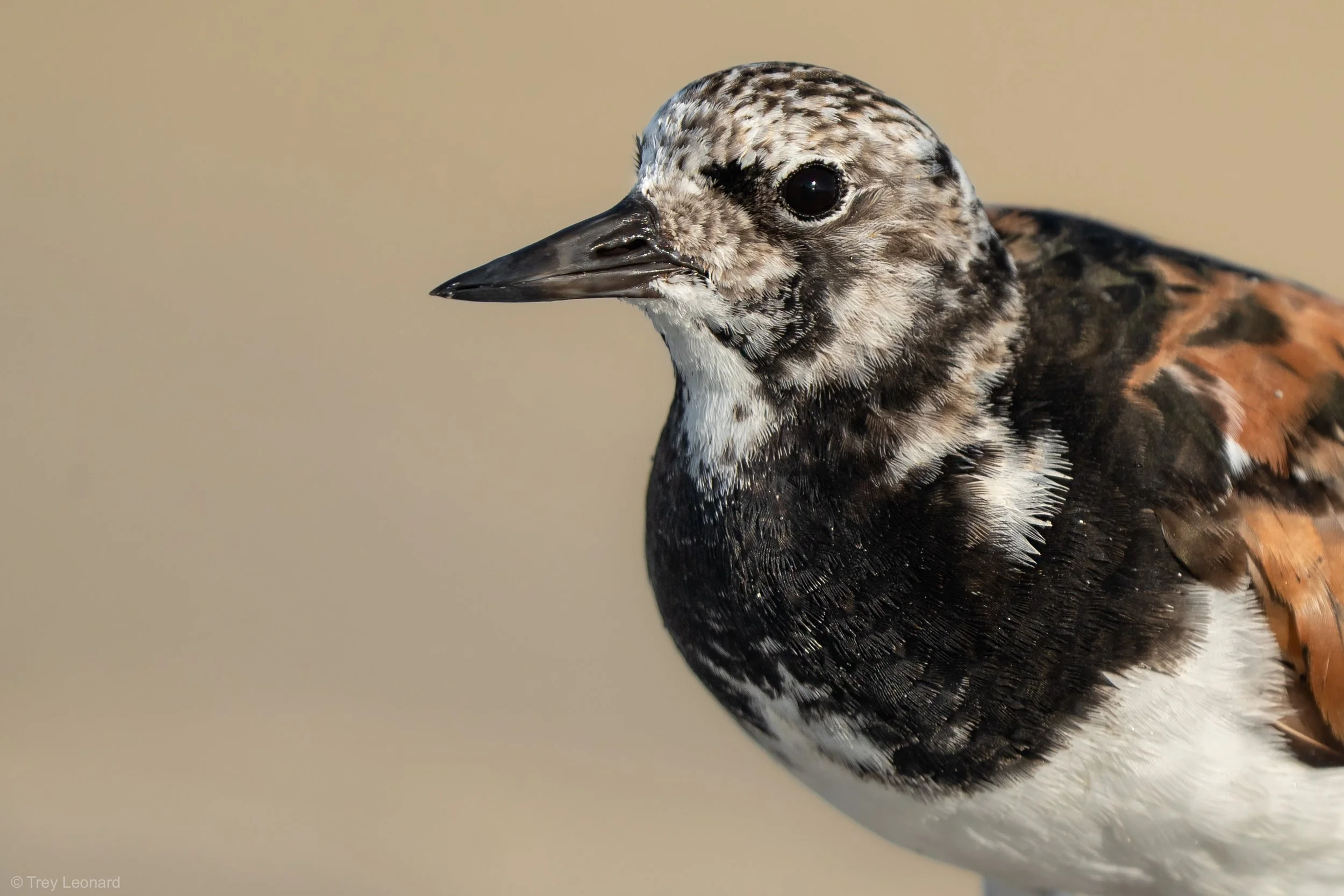 Ruddy Turnstone 8-2024.jpg