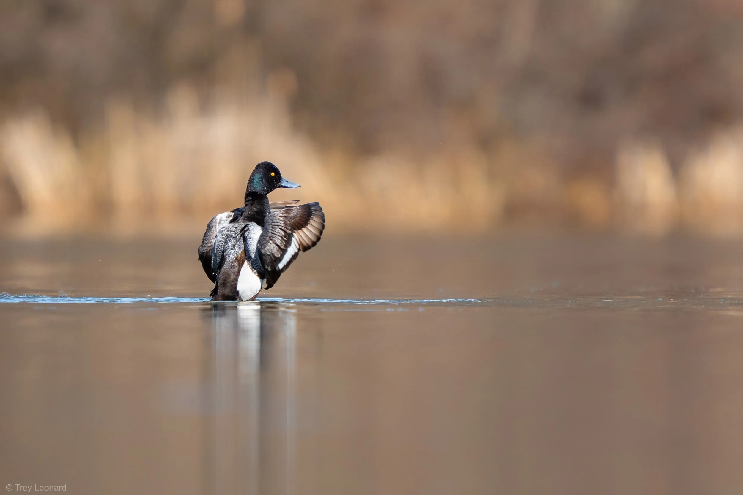 Lesser Scaup 3-2026-2.jpg