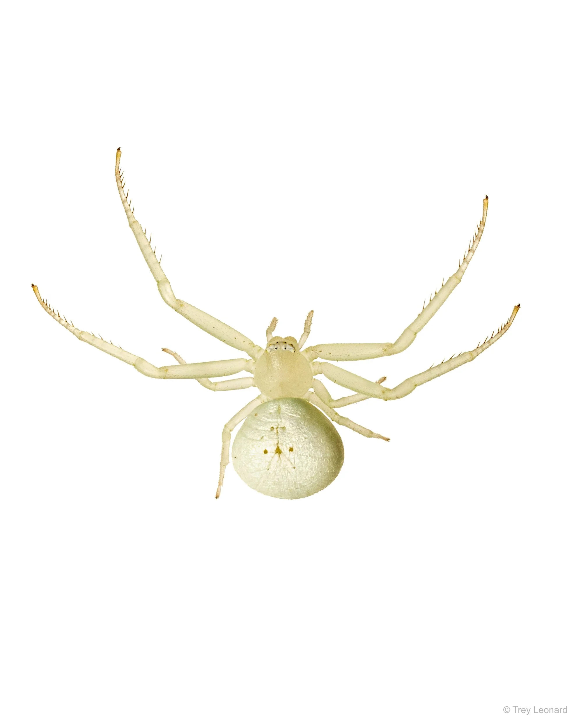 Crab Spider 9-2026.jpg