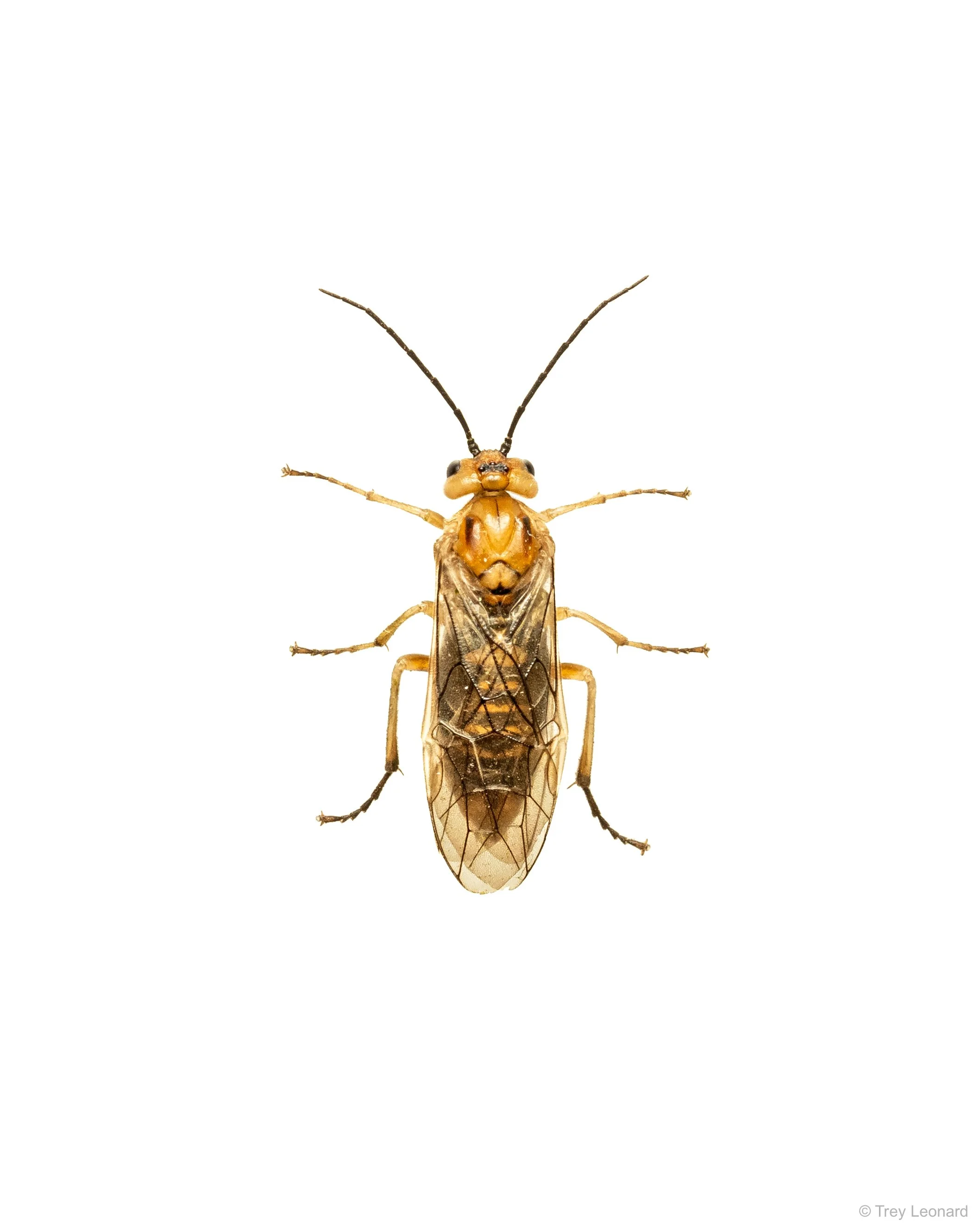 Sawfly adult 5-2026.jpg