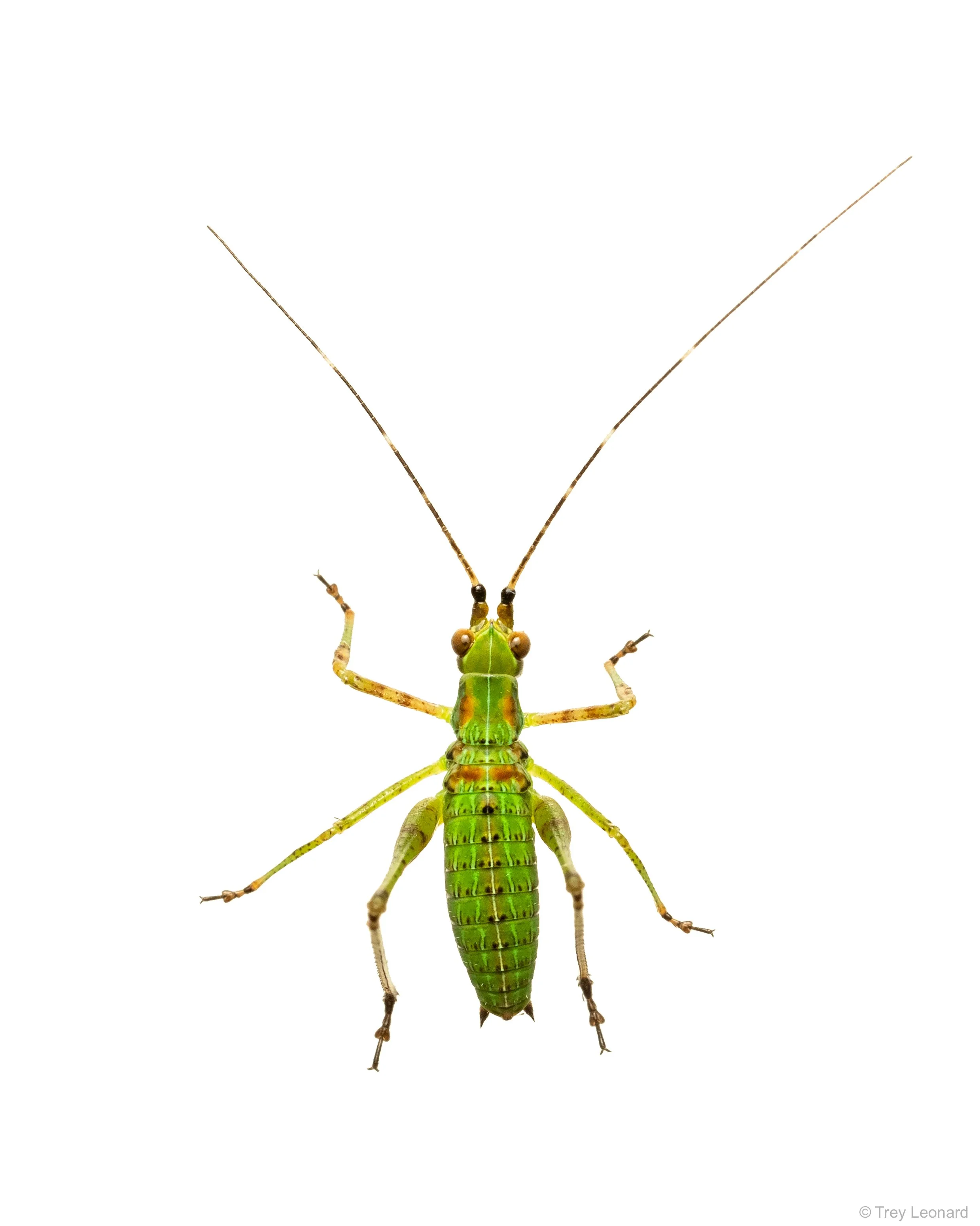 Fork Tailed Bush Katydid 7-2026.jpg