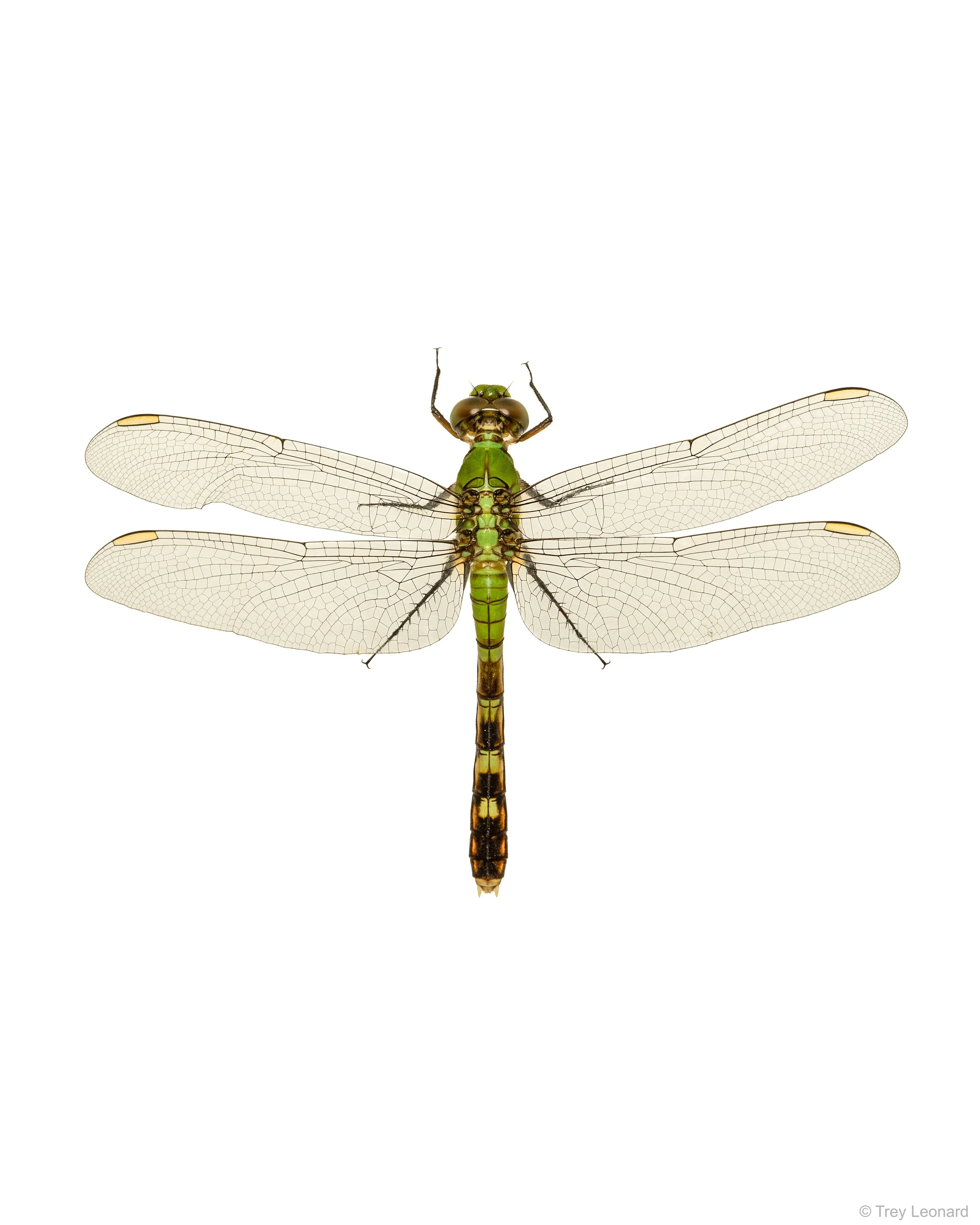 Eastern Pondhawk 6-2026.jpg