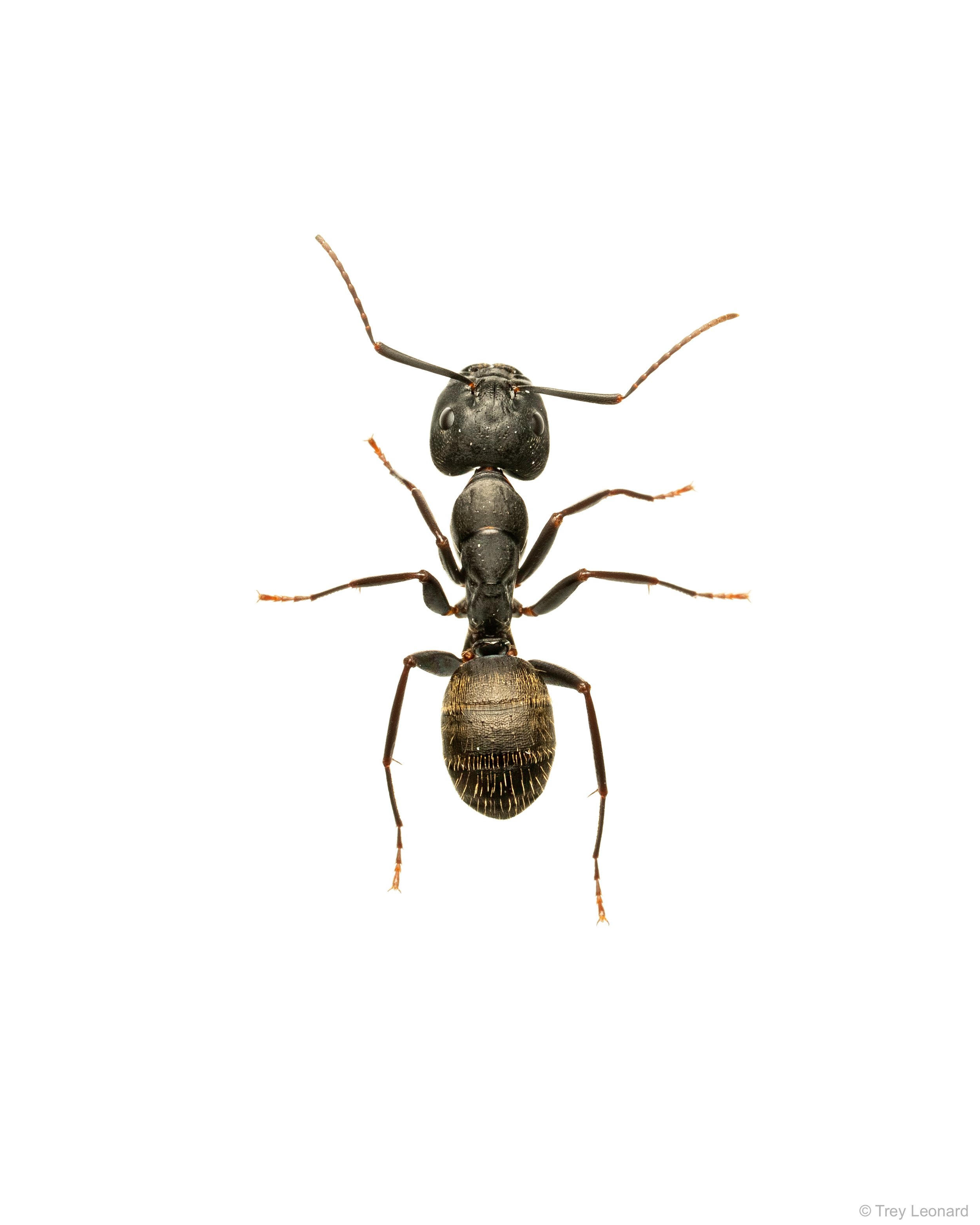 Eastern Black Carpenter Ant 4-2026.jpg