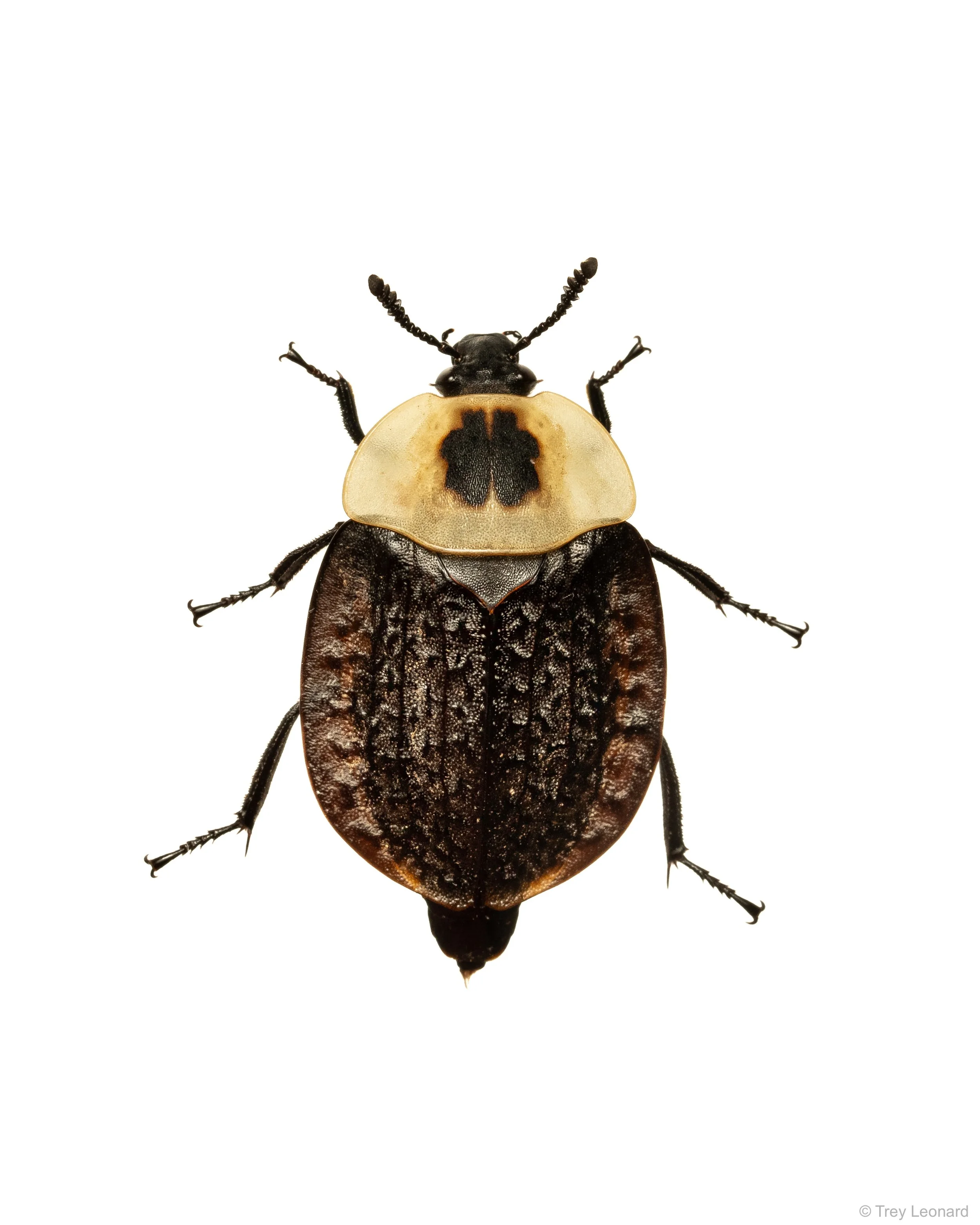 American Carrion Beetle 7-2026.jpg