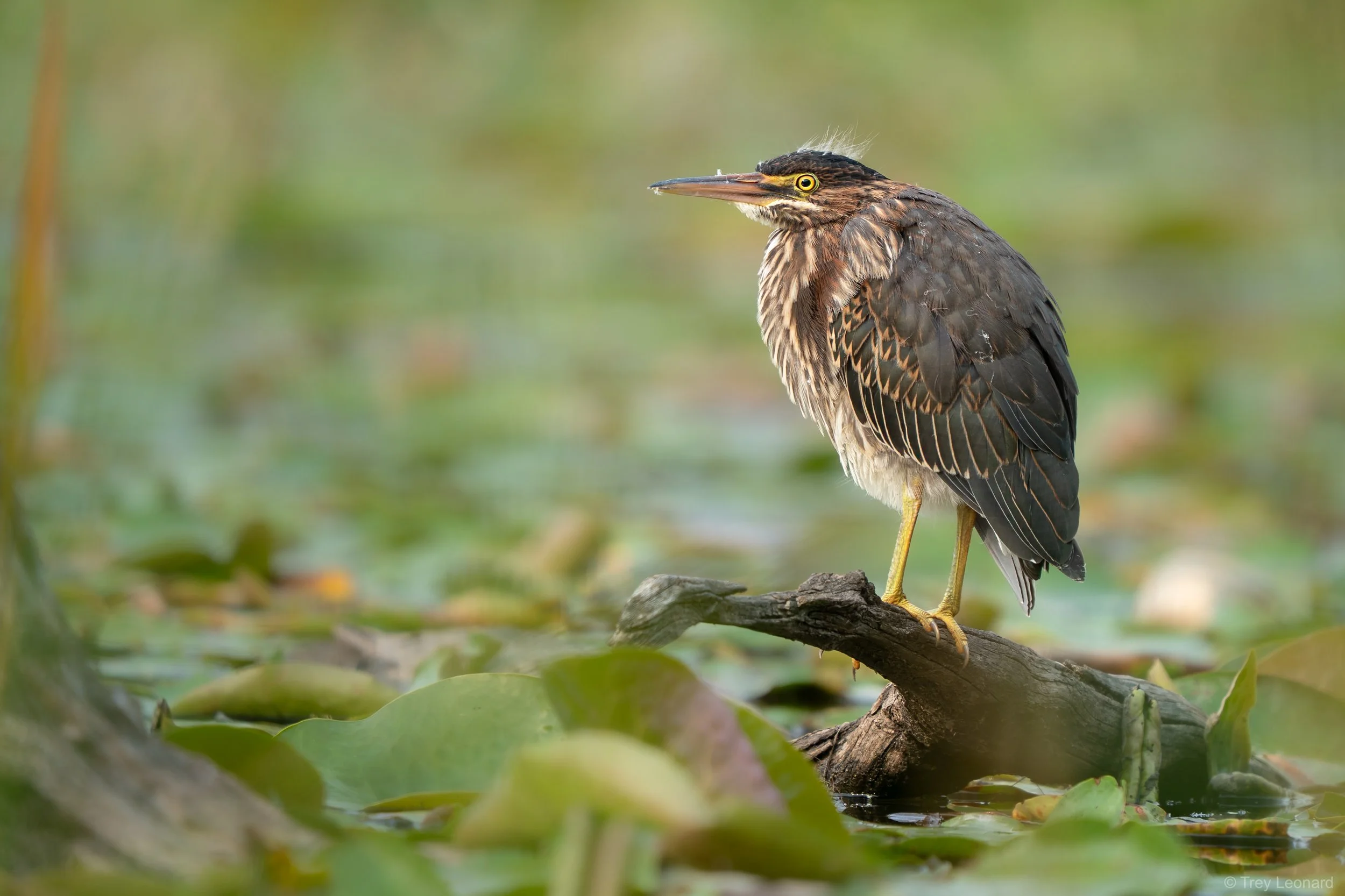 Green Heron 8-2026.jpg