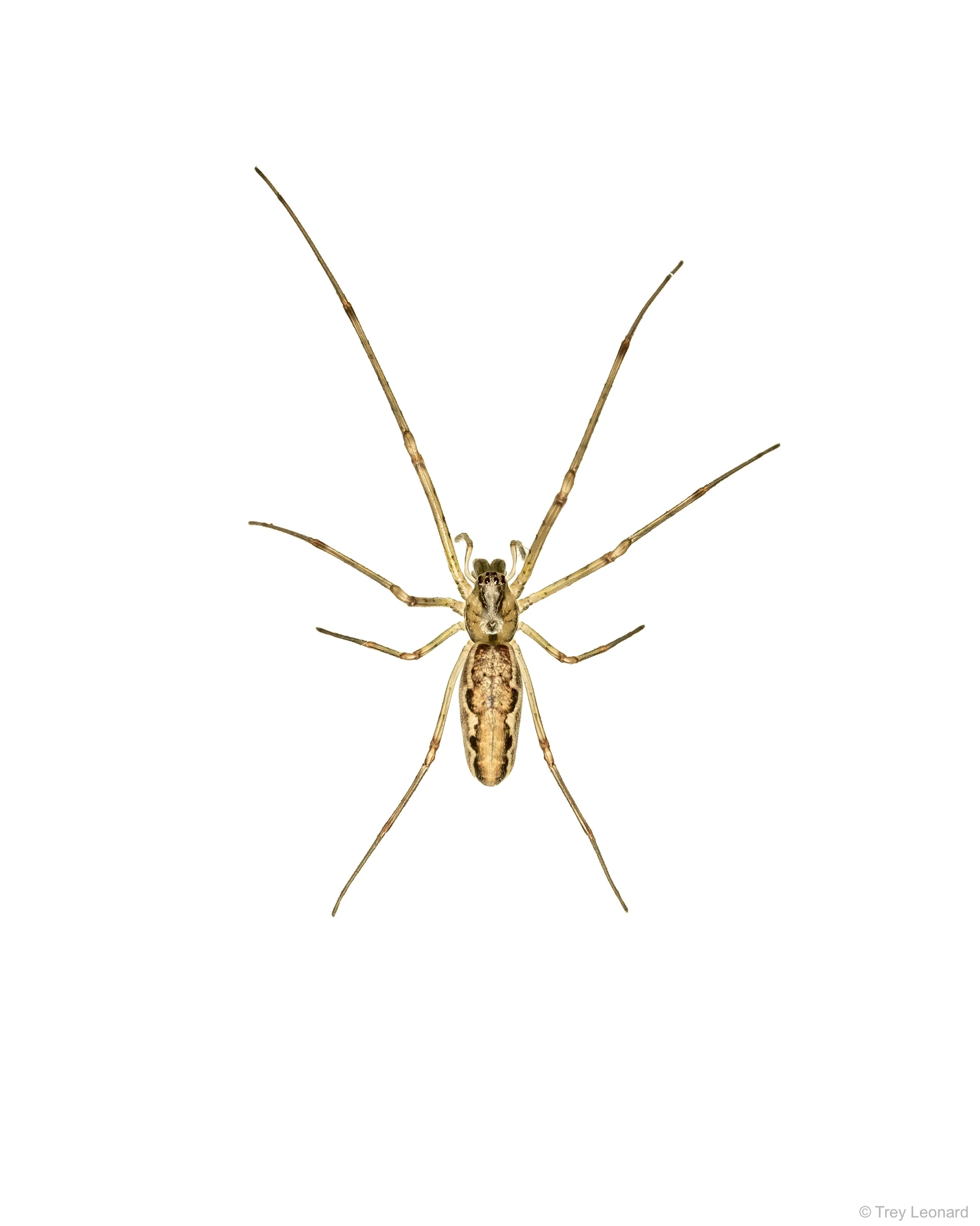 Long-jawed Orbweaver 5-2026.jpg