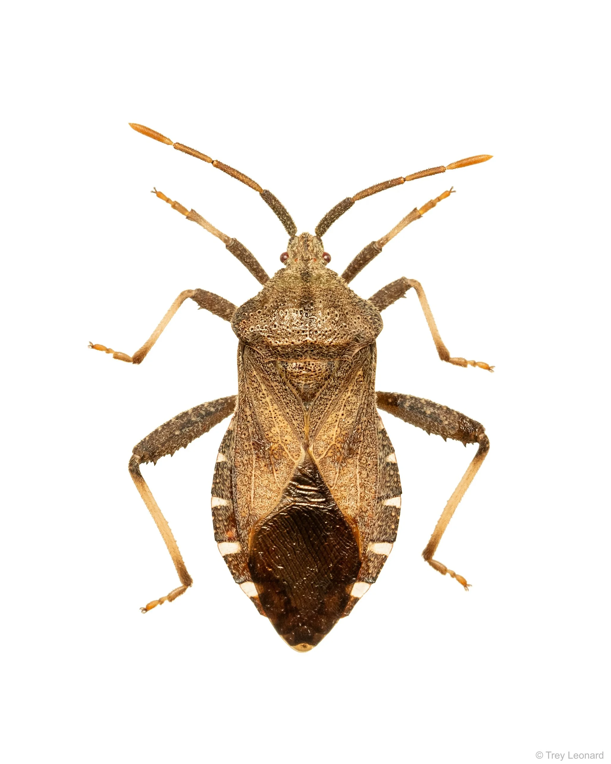 Piezogaster calcarator 9-2026.jpg