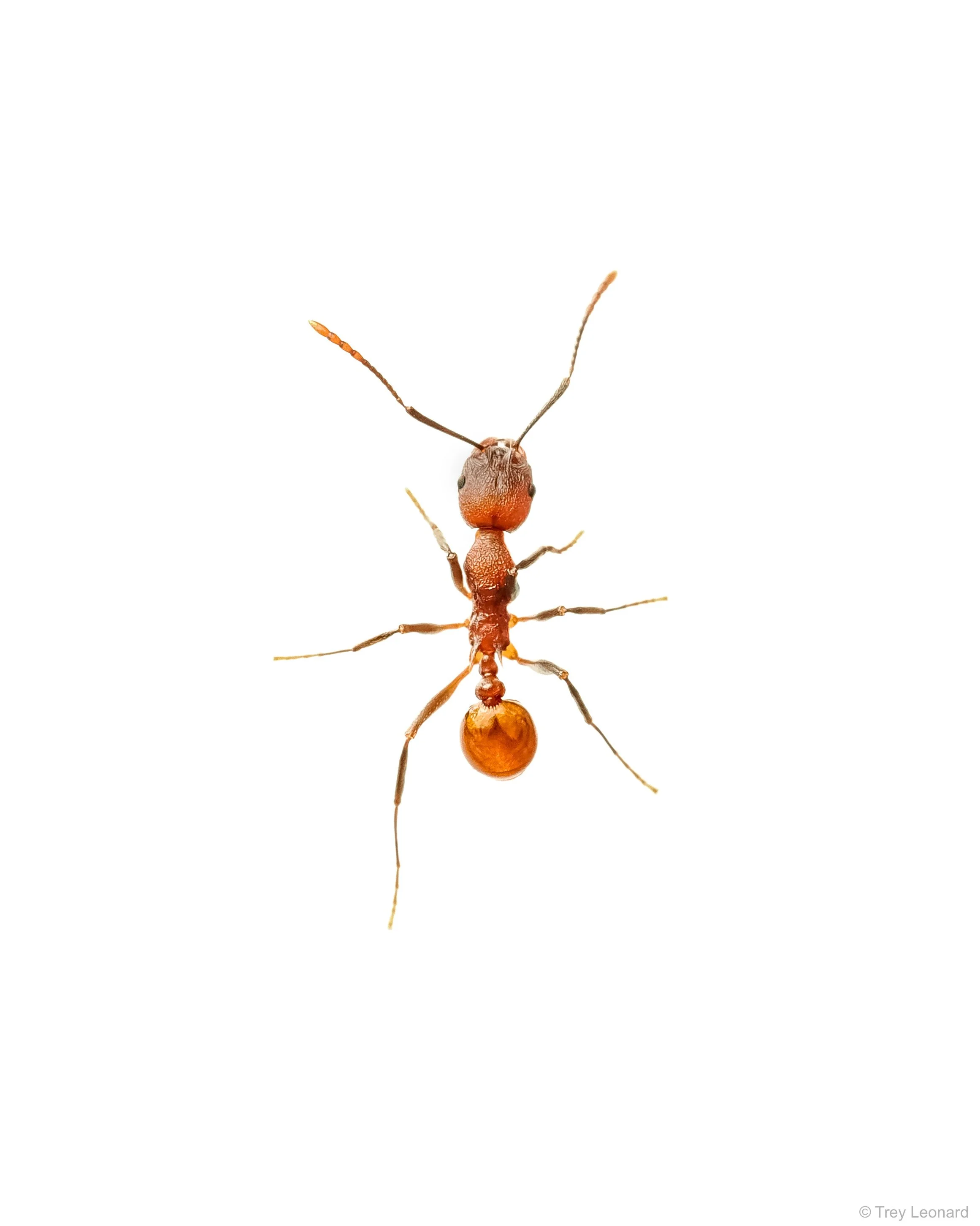 Tennessee Collared Ant 3-2026.jpg