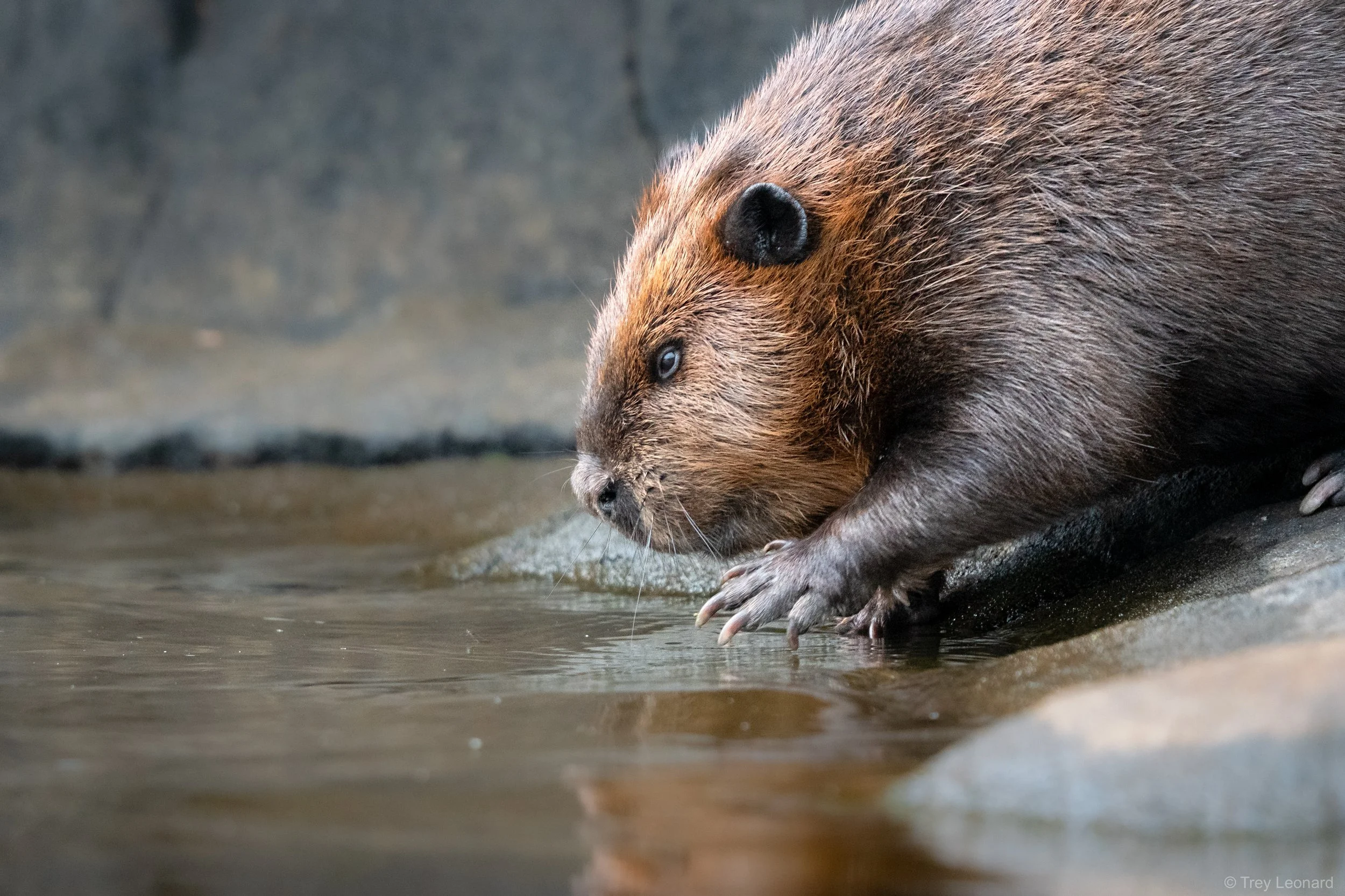 American Beaver 8-2026-3.jpg