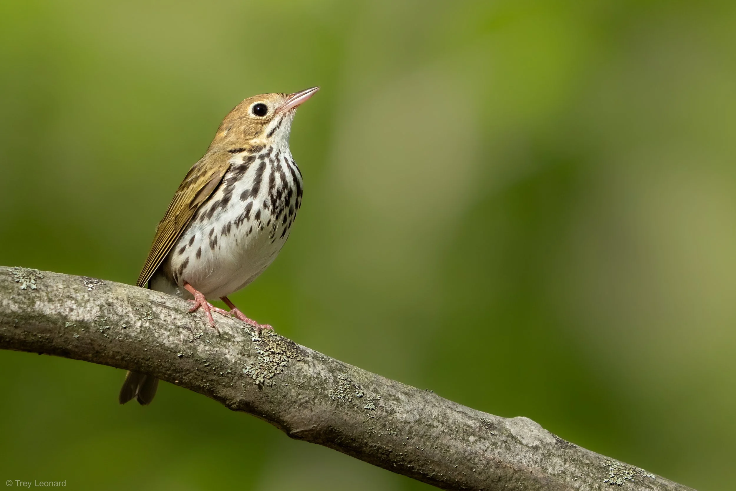 Ovenbird 6-2026.jpg