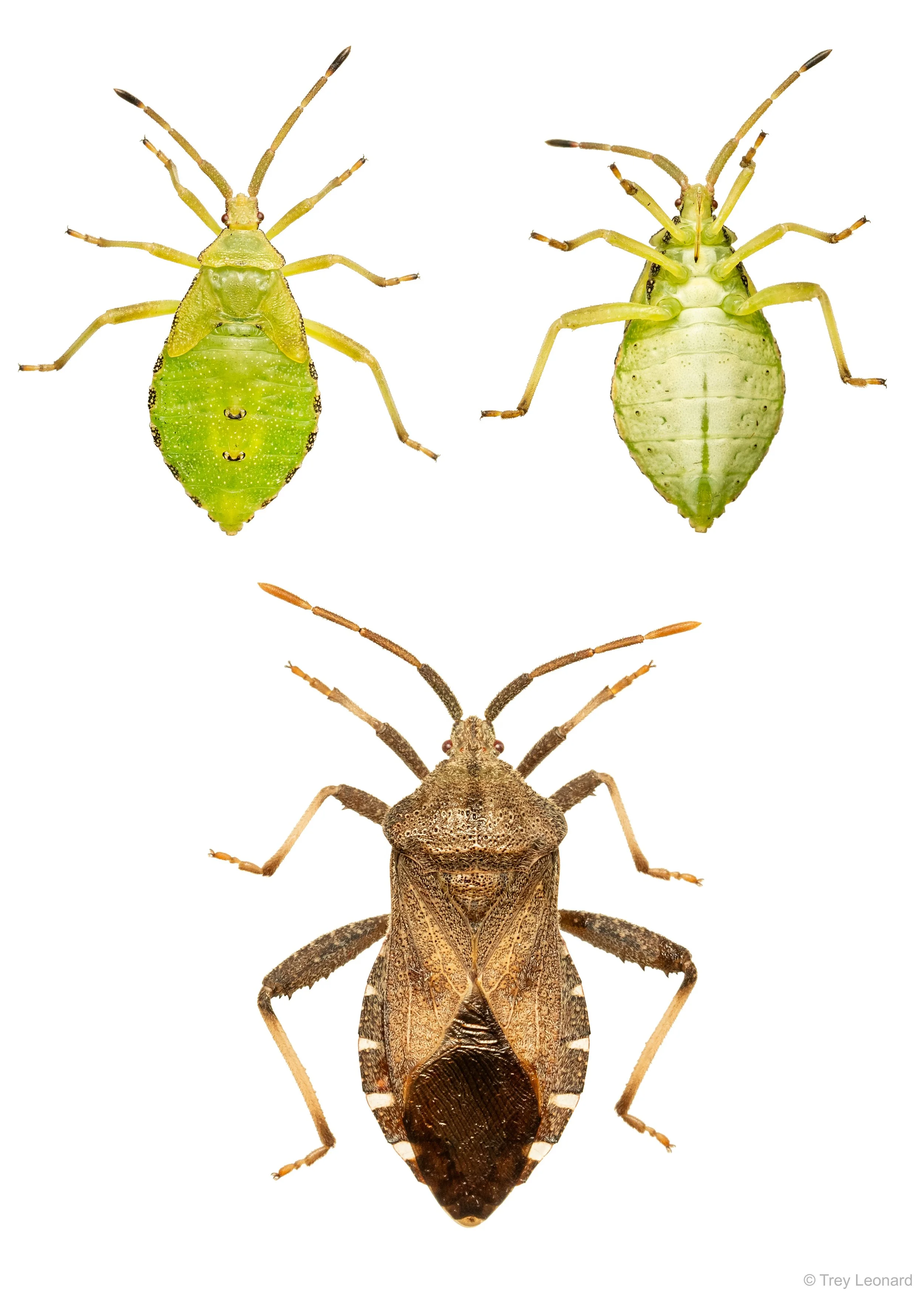 Piezogaster calcarator poster 9-2026.jpg