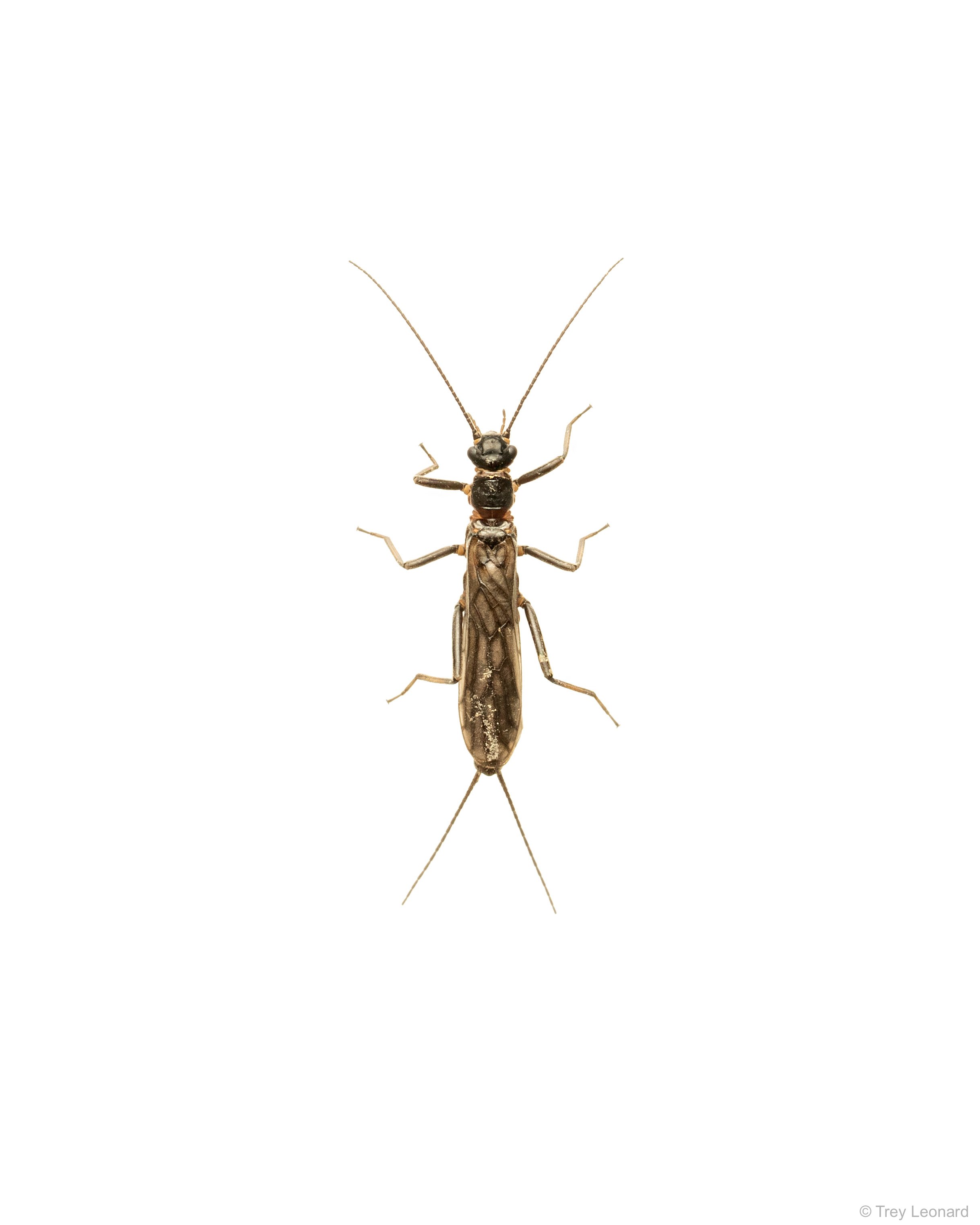 Stonefly adult 3-2026.jpg