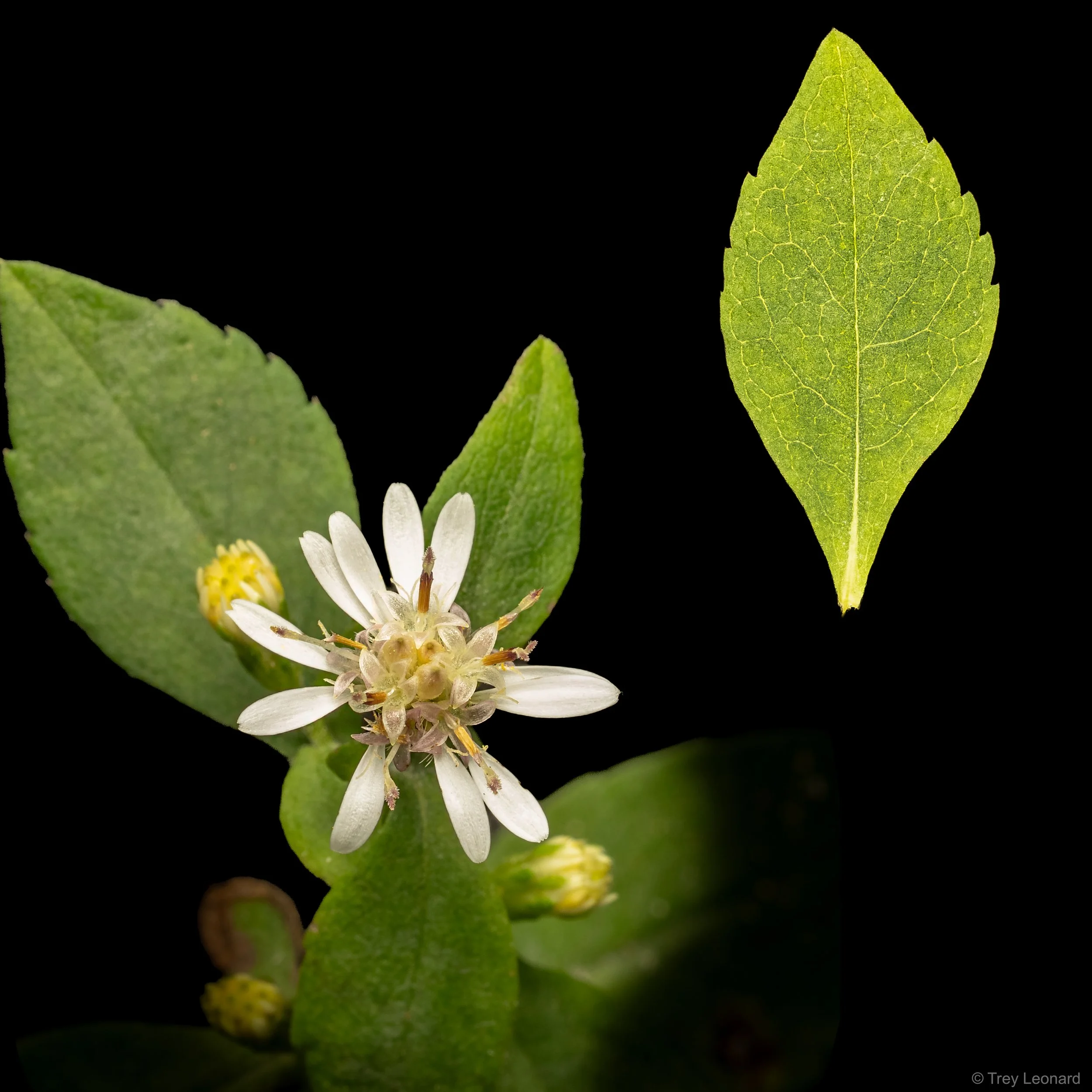 Calico Aster copy.jpg